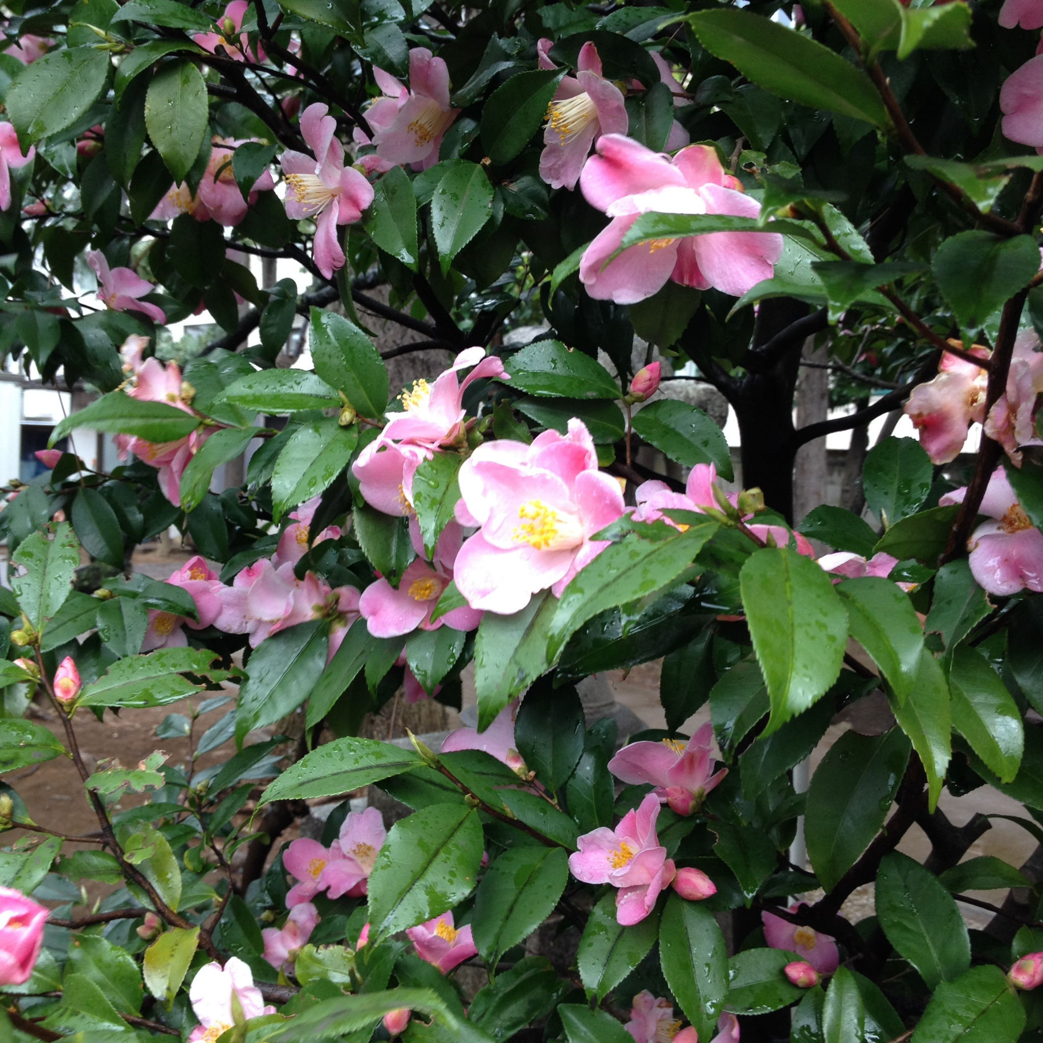 Sasanqua Camellia Edna Butler - Camellia sasanqua 'Edna Butler'