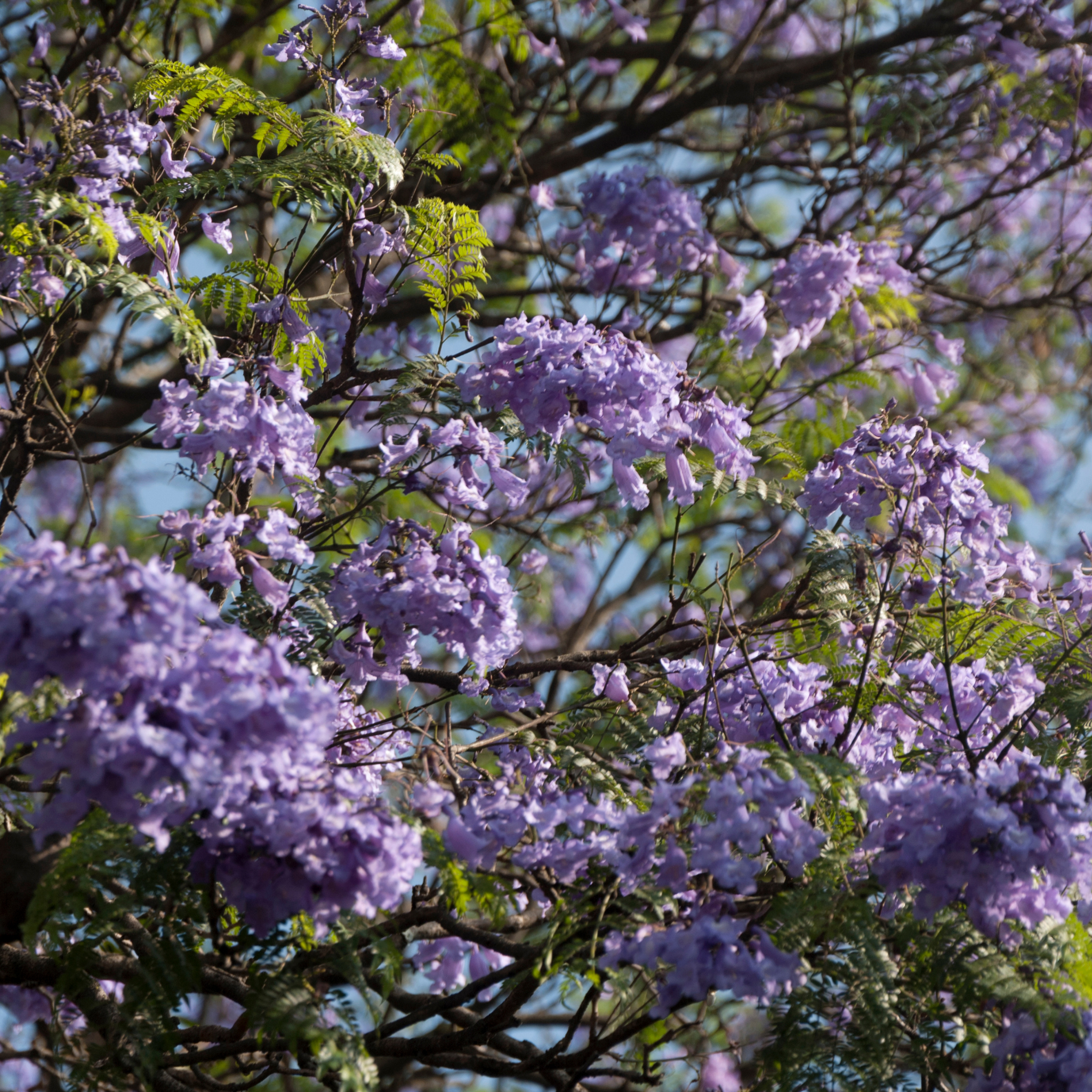 Blue Jacaranda - Jacaranda mimosifolia