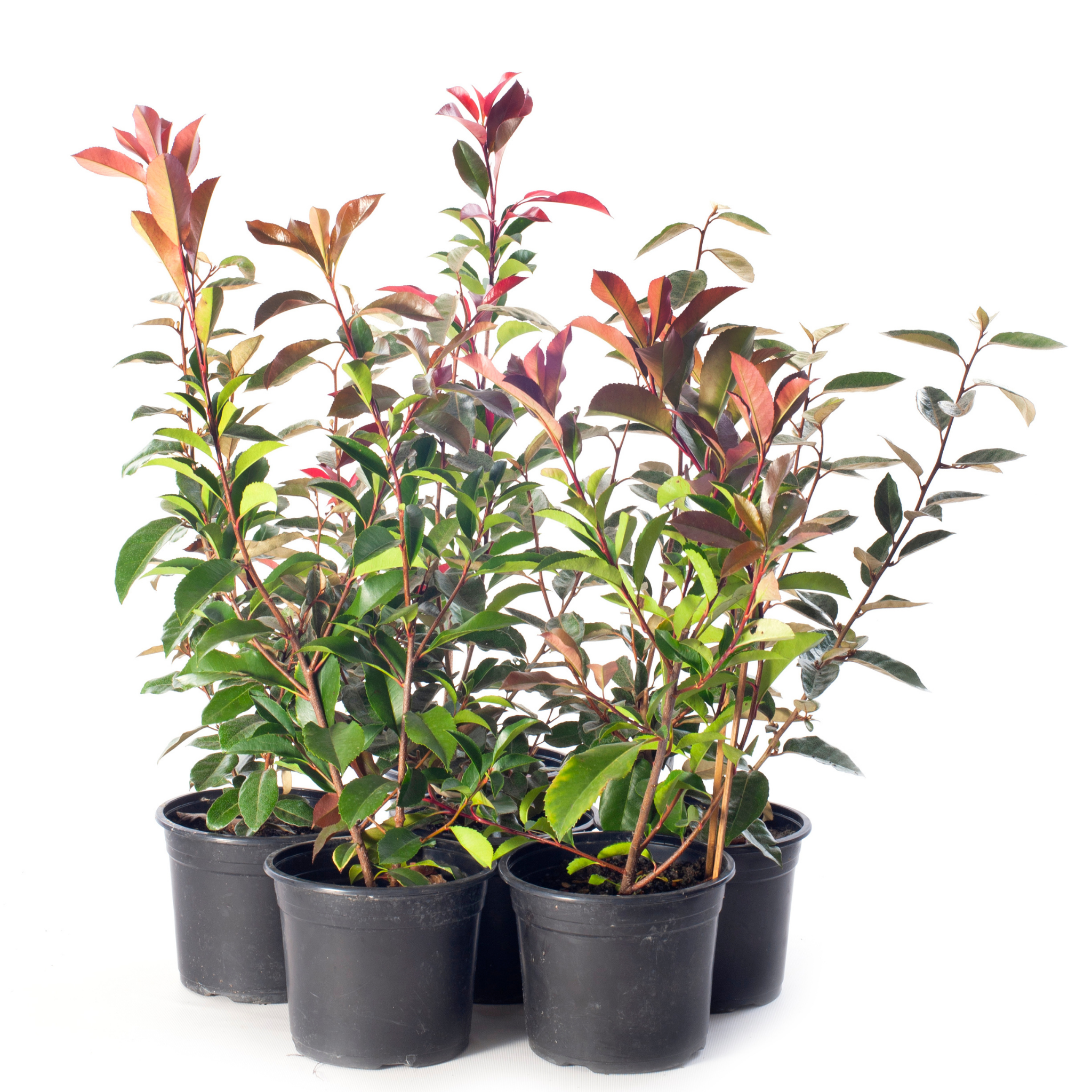 Red Tip Photinia Red Robin - Photinia fraseri Red Robin