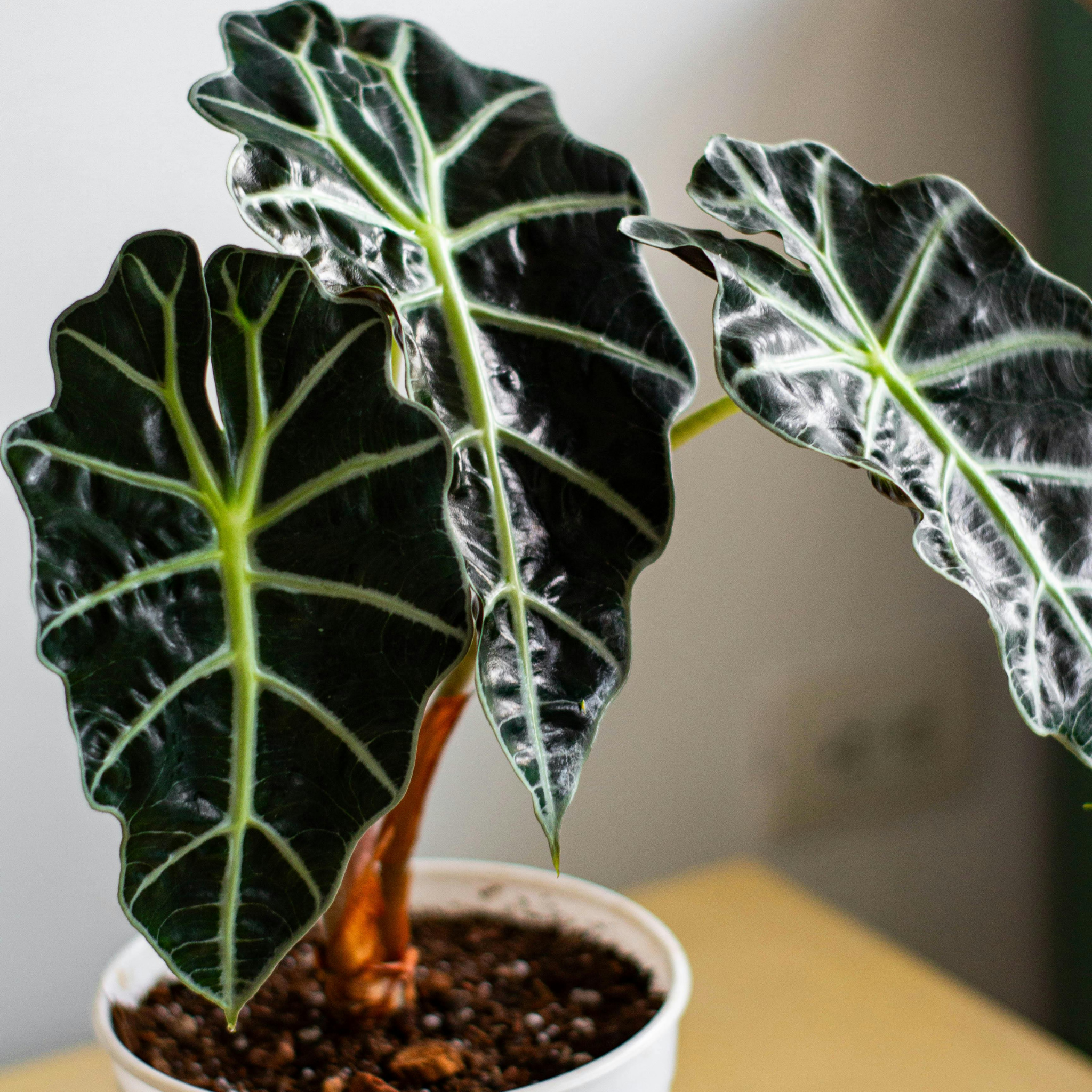 Elephants Ear - Alocasia amazonica