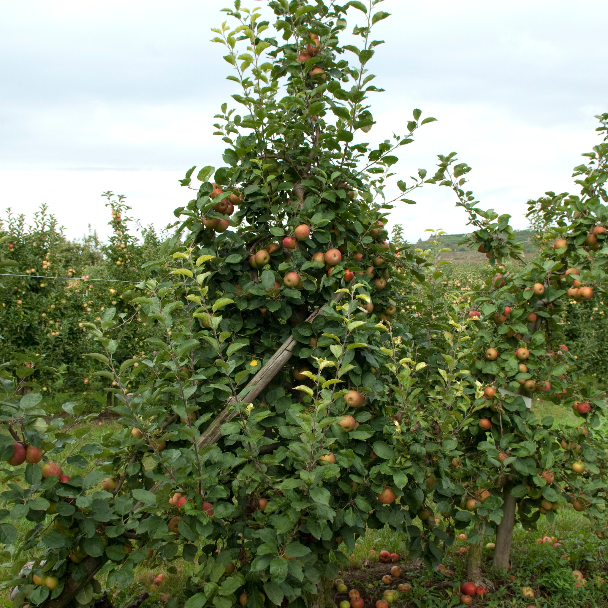 Apple Gala Tree - Malus domestica Gala Apple