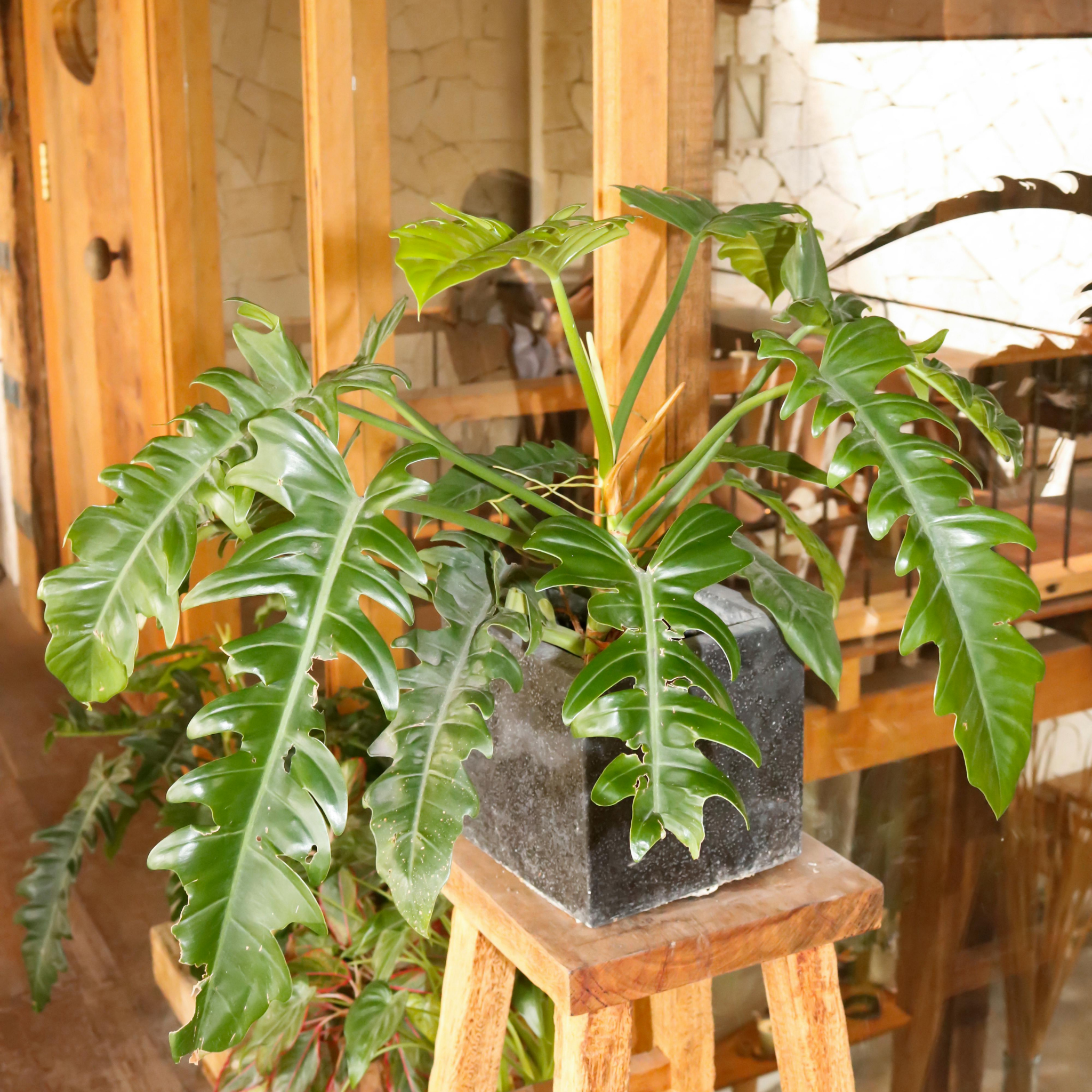 Xanadu Philodendron - Philodendron Xanadu