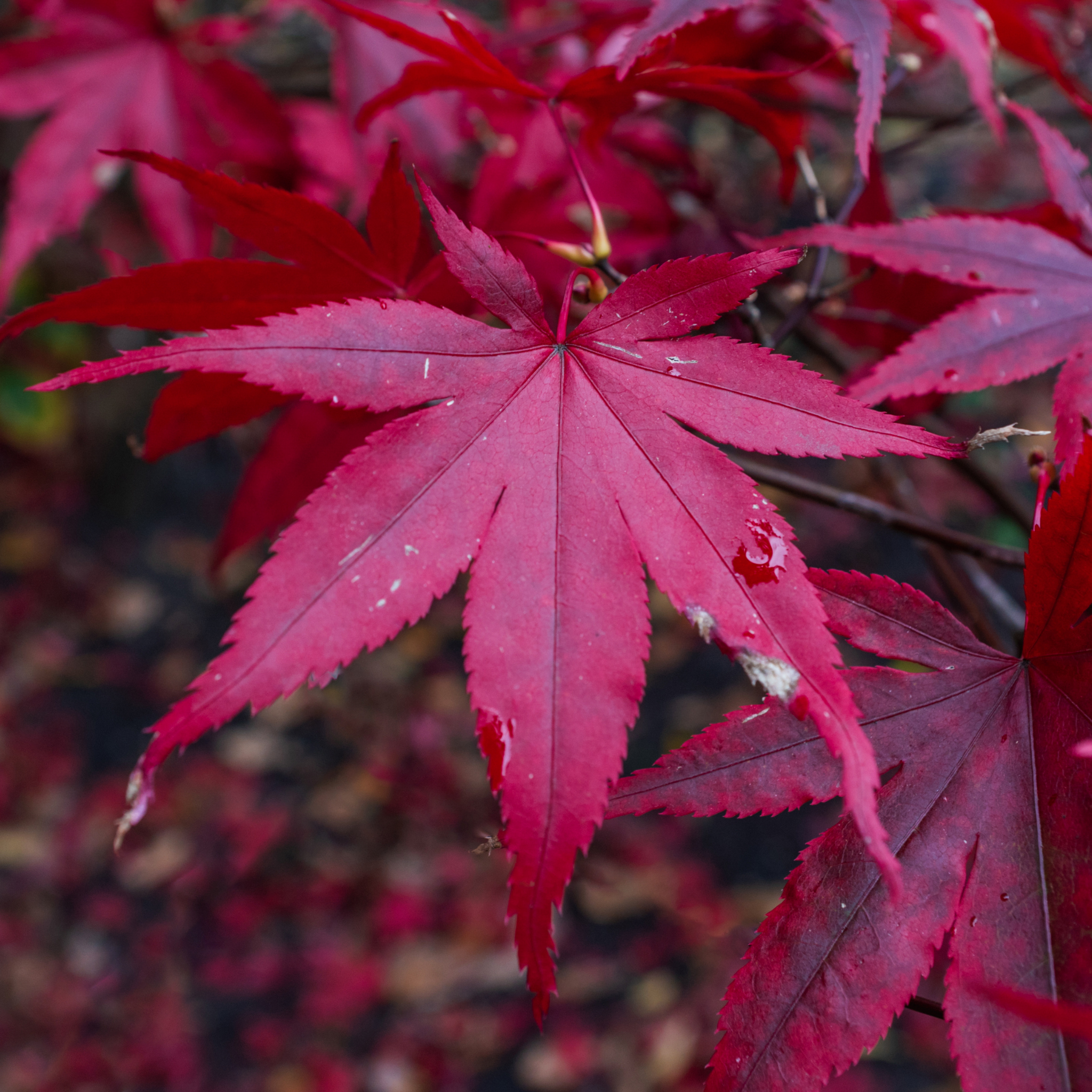 Close-up of red maple leaves with a blurred background