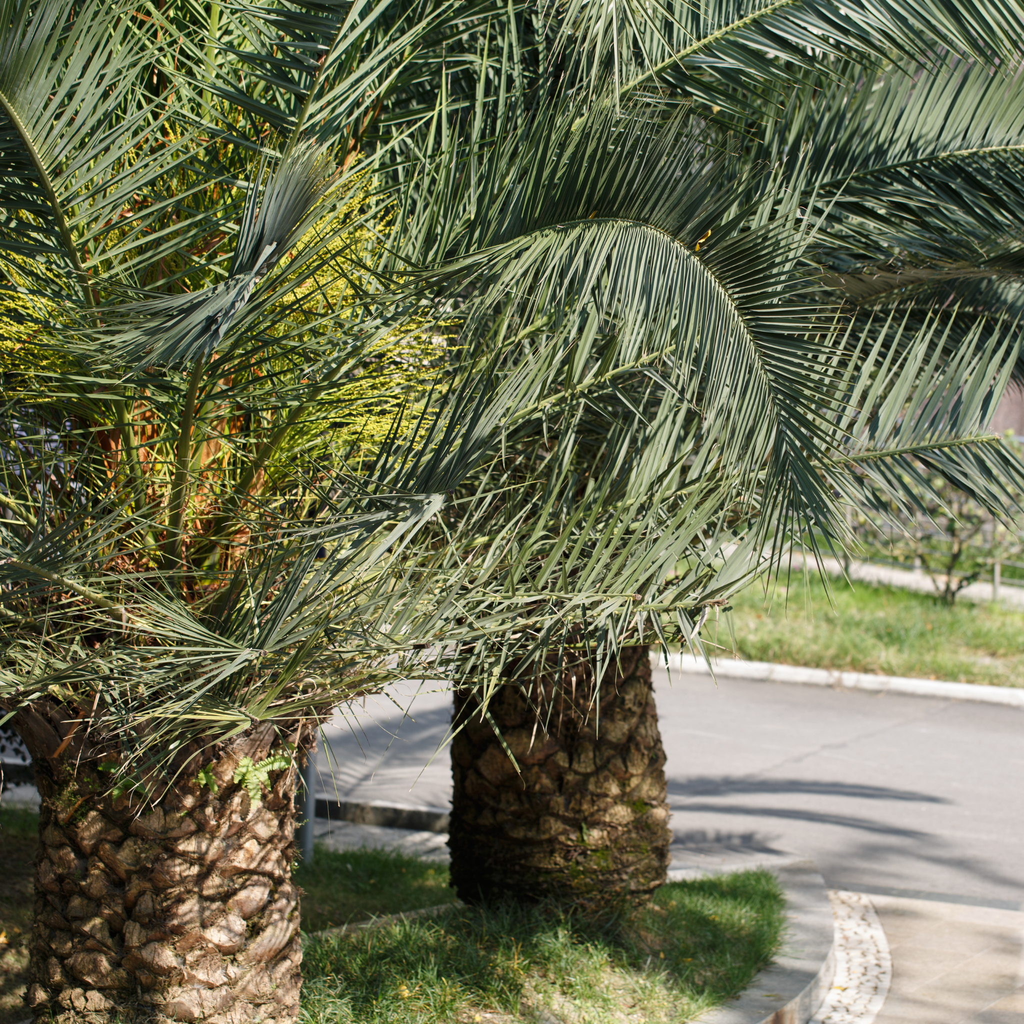 Close-up of a palm tree with a road and grass in the background