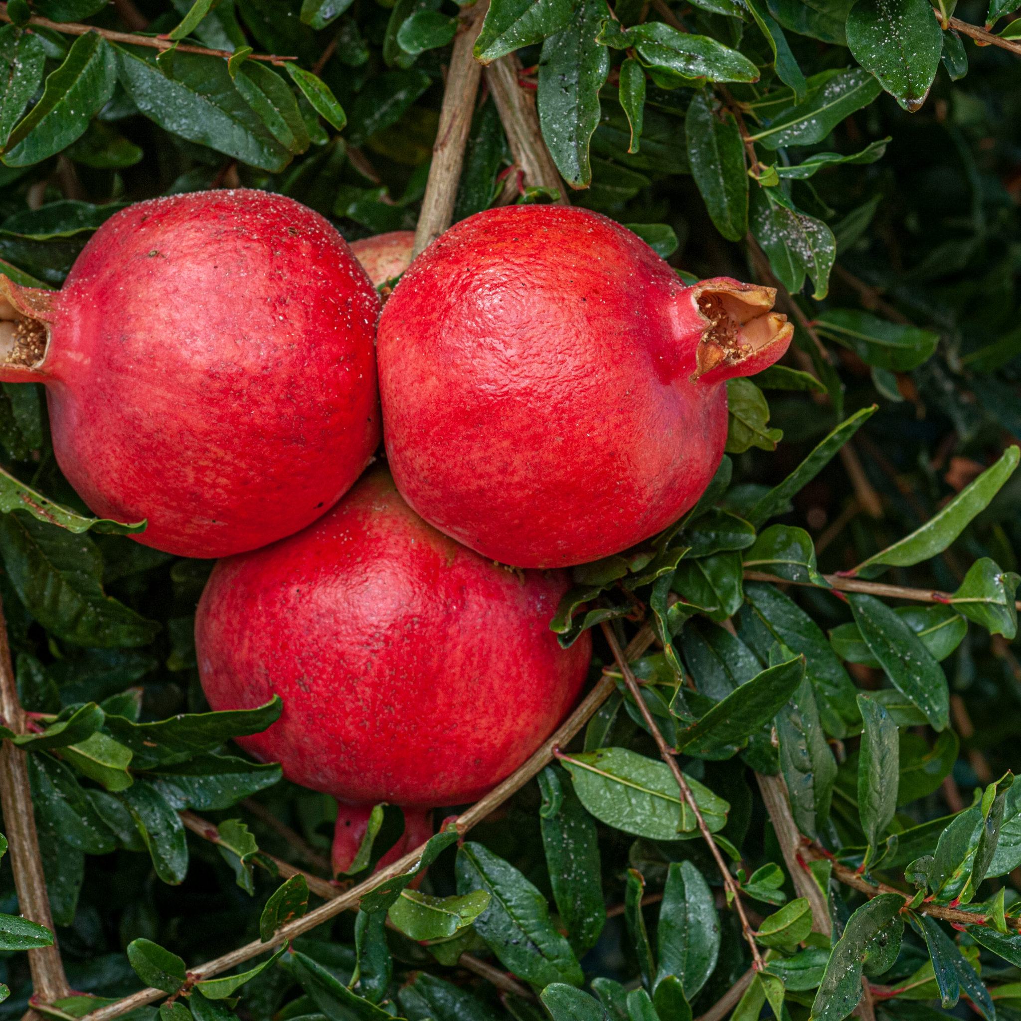 Pomegranate Tree - Punica granatum Wonderful