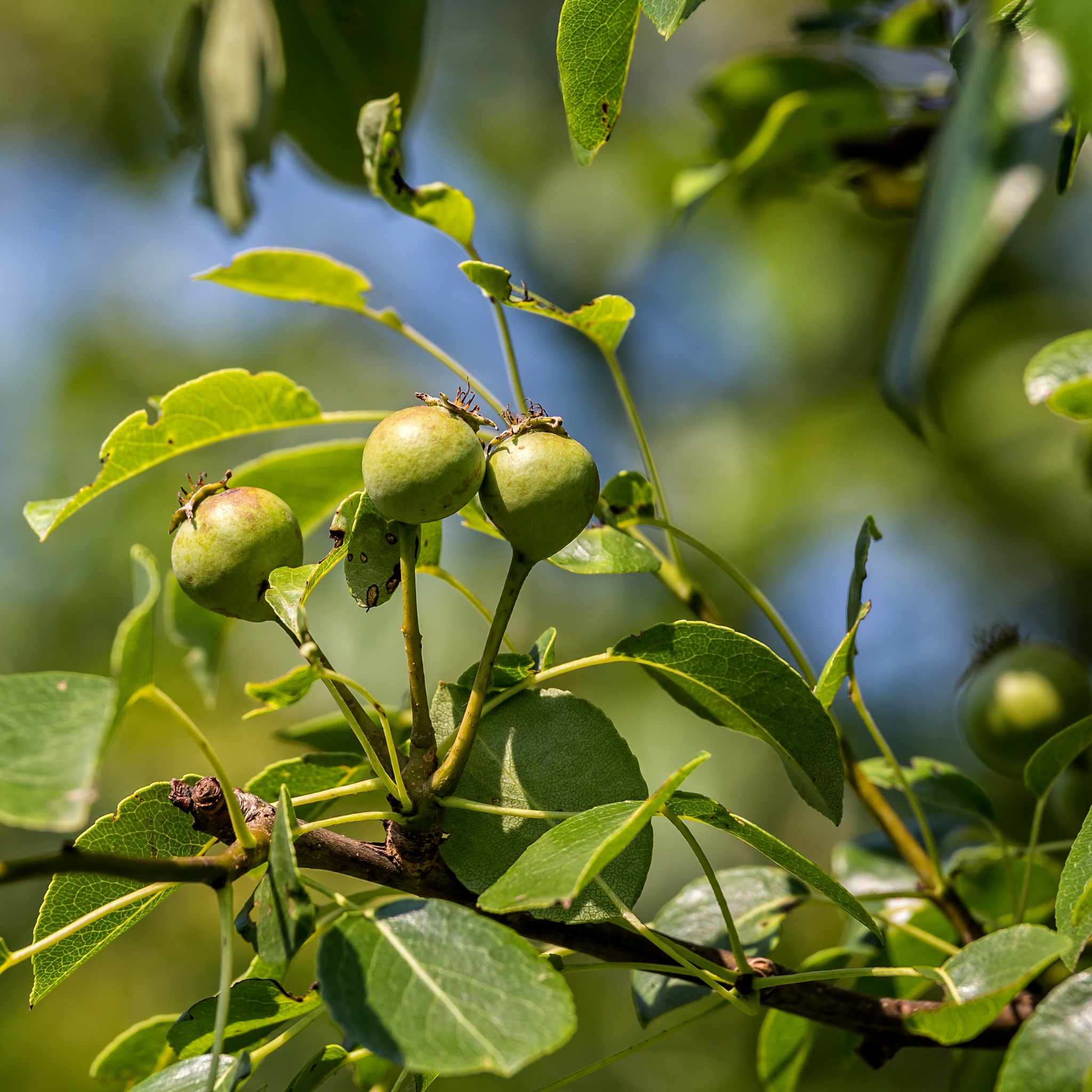 Ornamental Callery Pear Capital - Pyrus calleryana Capital