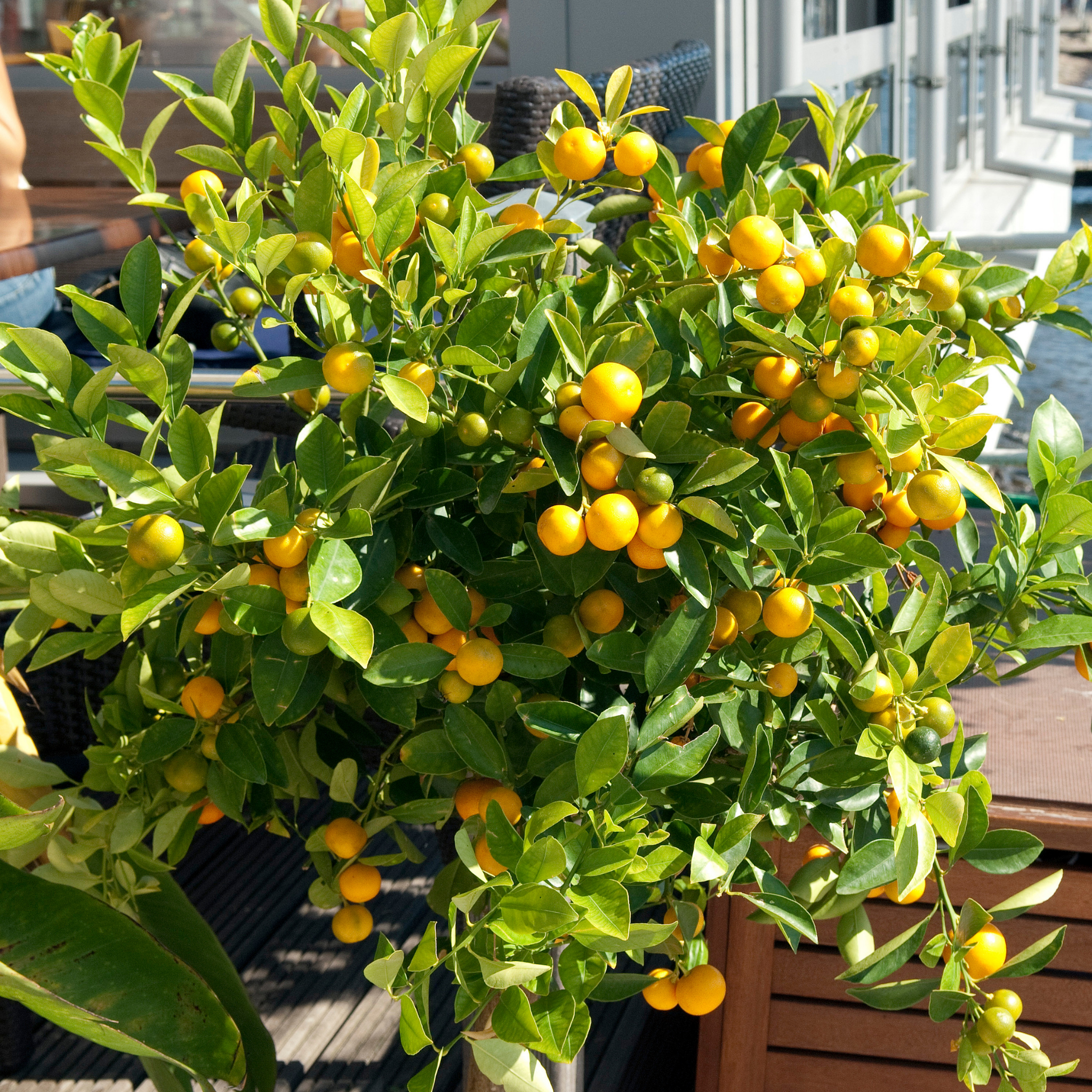 Dwarf Orange Tree (Washington Navel) - Citrus sinensis Washington Navel Dwarf