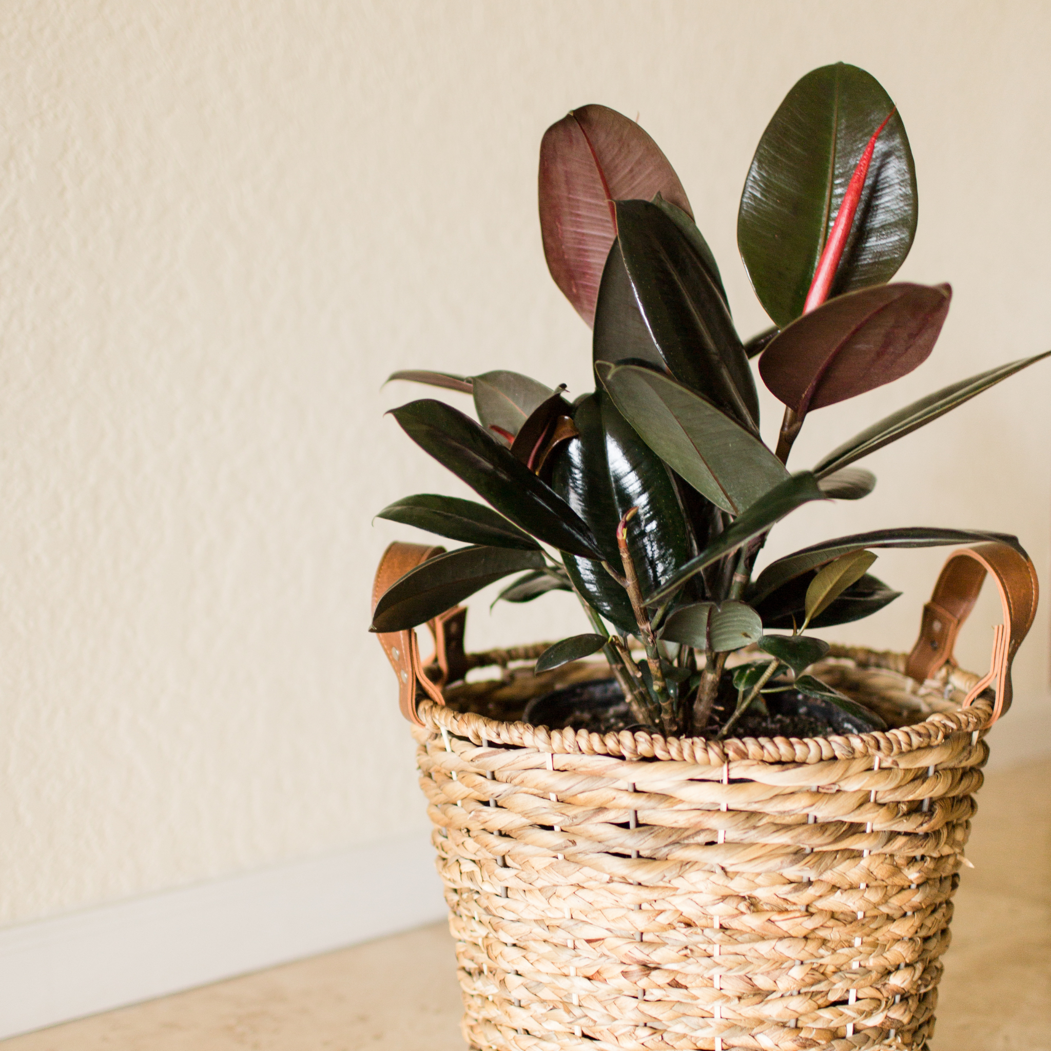 Burgundy Rubber Tree Plant - Ficus elastica Burgundy