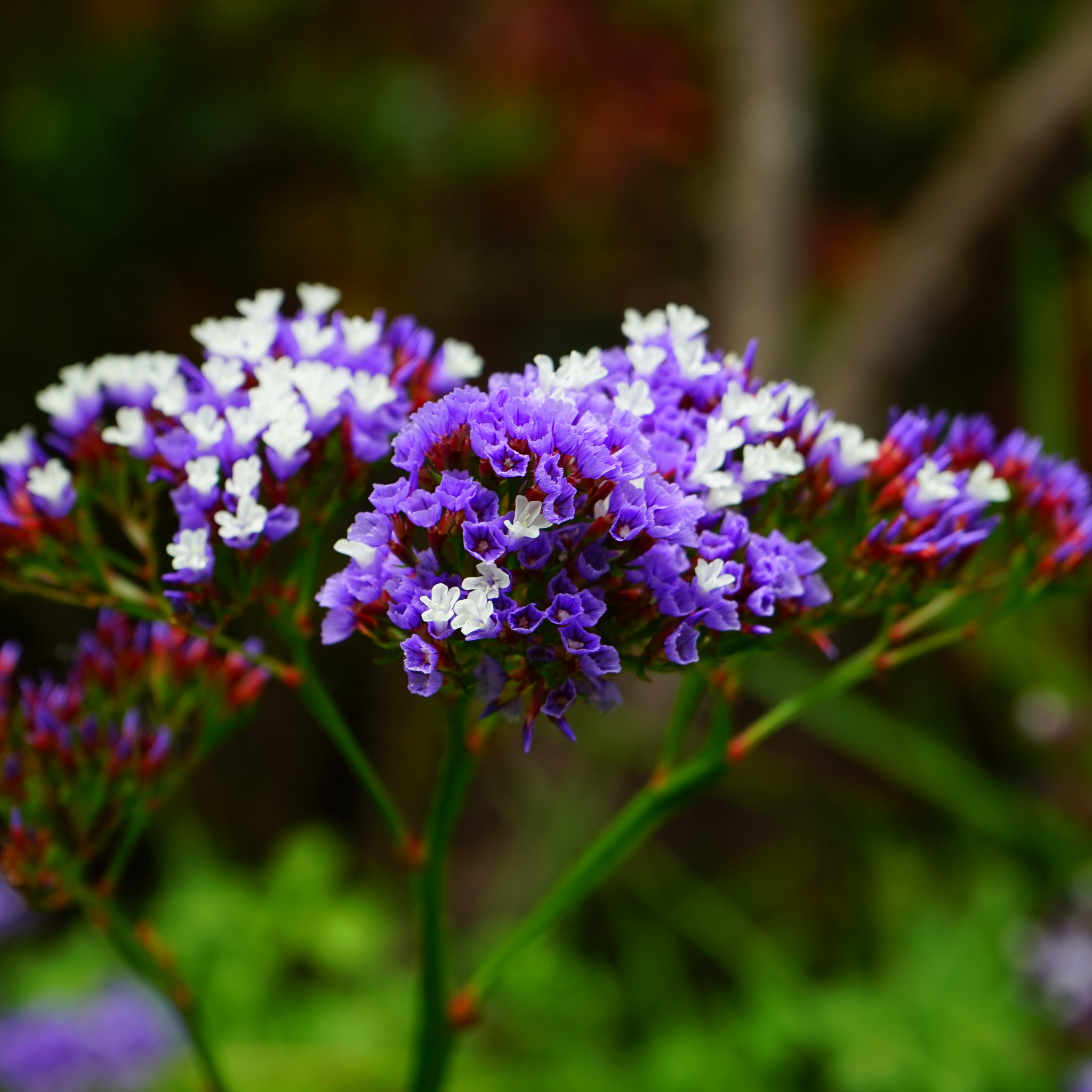 Sea Lavender - Limonium perezii