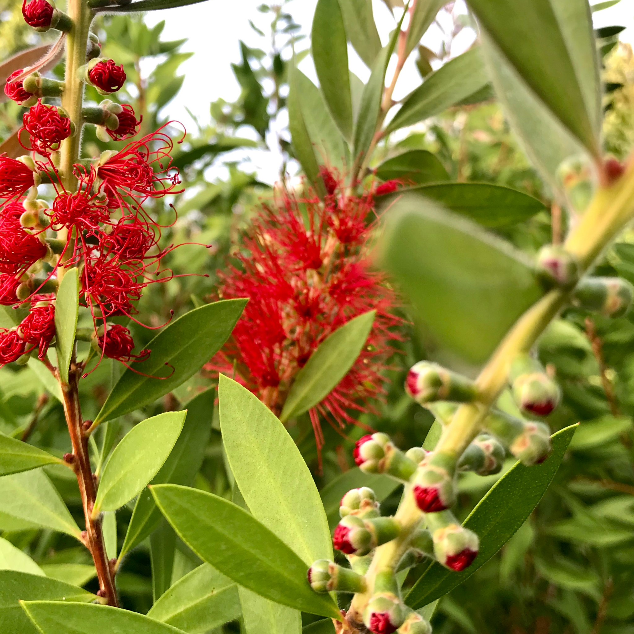 Dwarf Weeping Bottlebrush Better John - Callistemon viminalis 'Better John' PBR