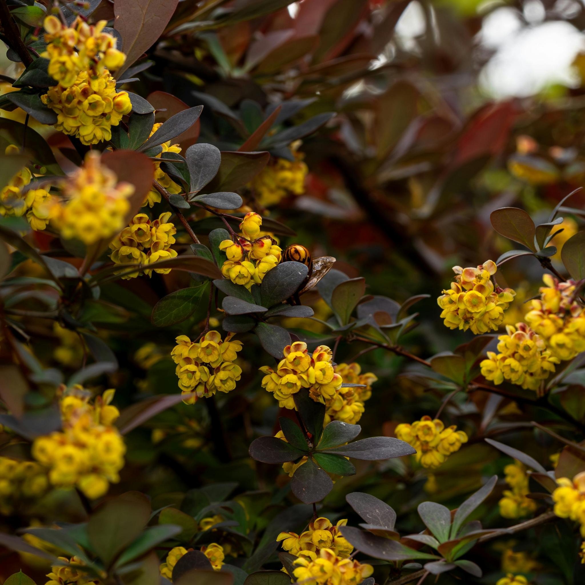 Purple Japanese Barberry - Berberis thunbergii atropurpurea