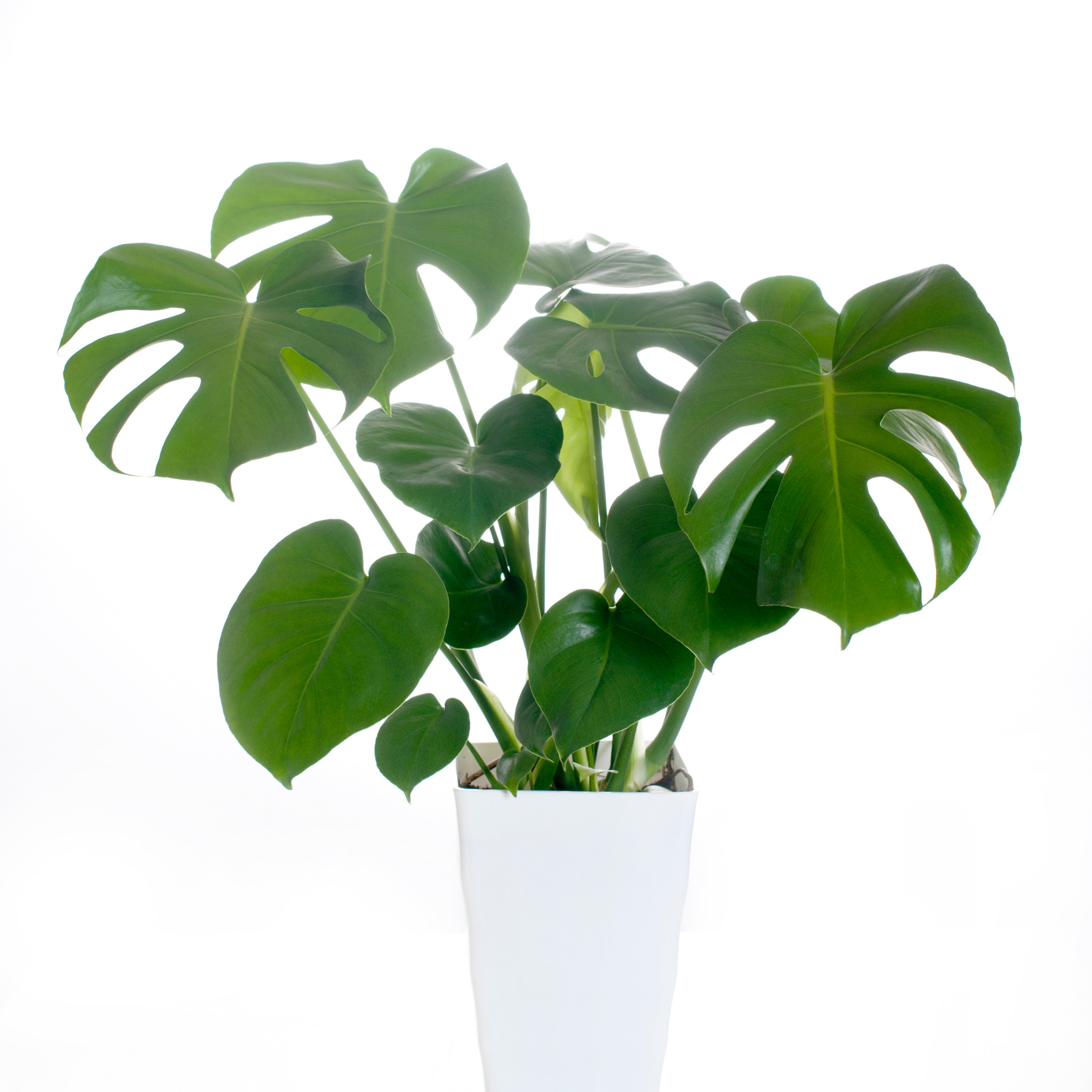 Swiss Cheese Plant - Monstera deliciosa