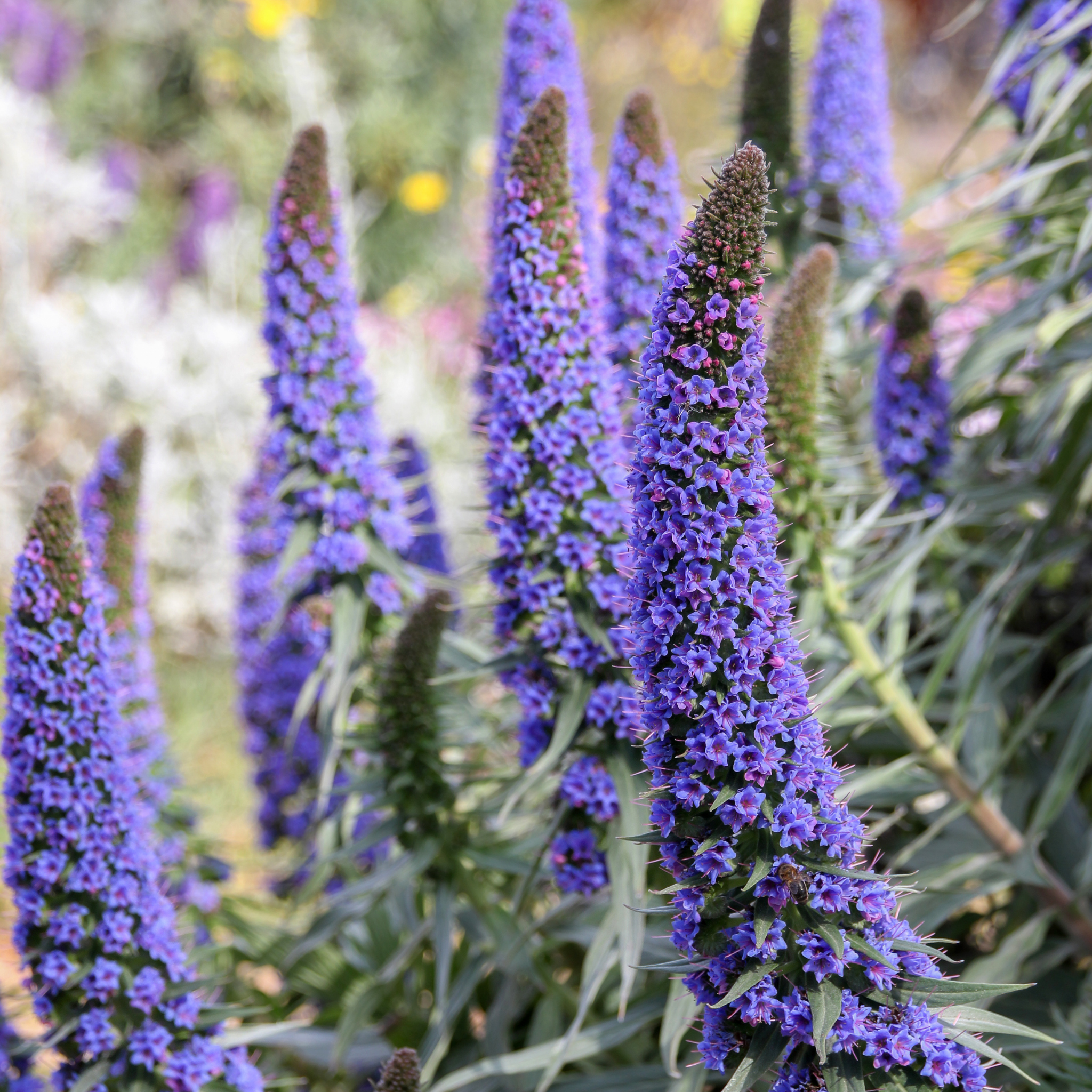 Pride of Madeira - Echium candicans