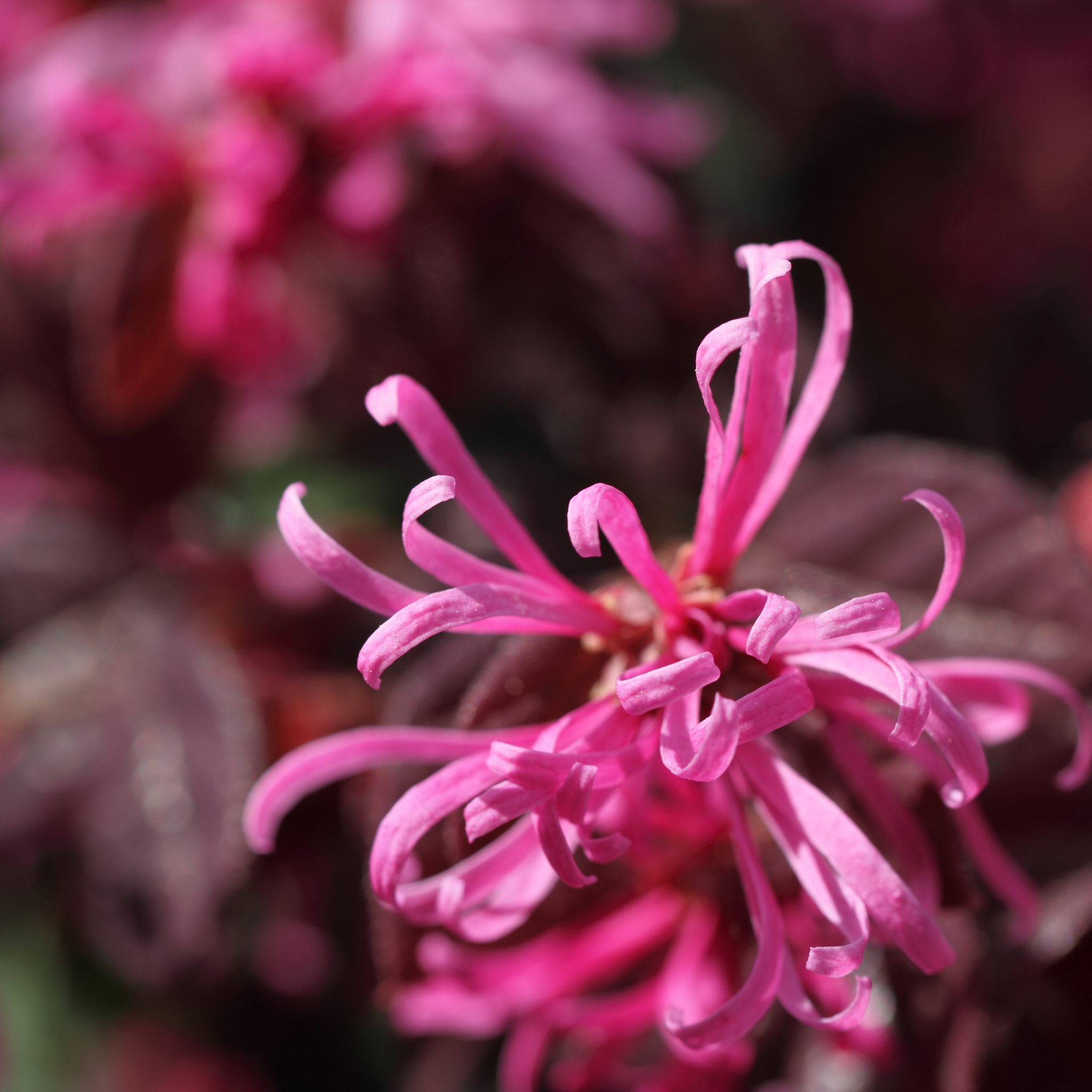 Plum Delight Pink Chinese Fringe Flower - Loropetalum chinense rubrum