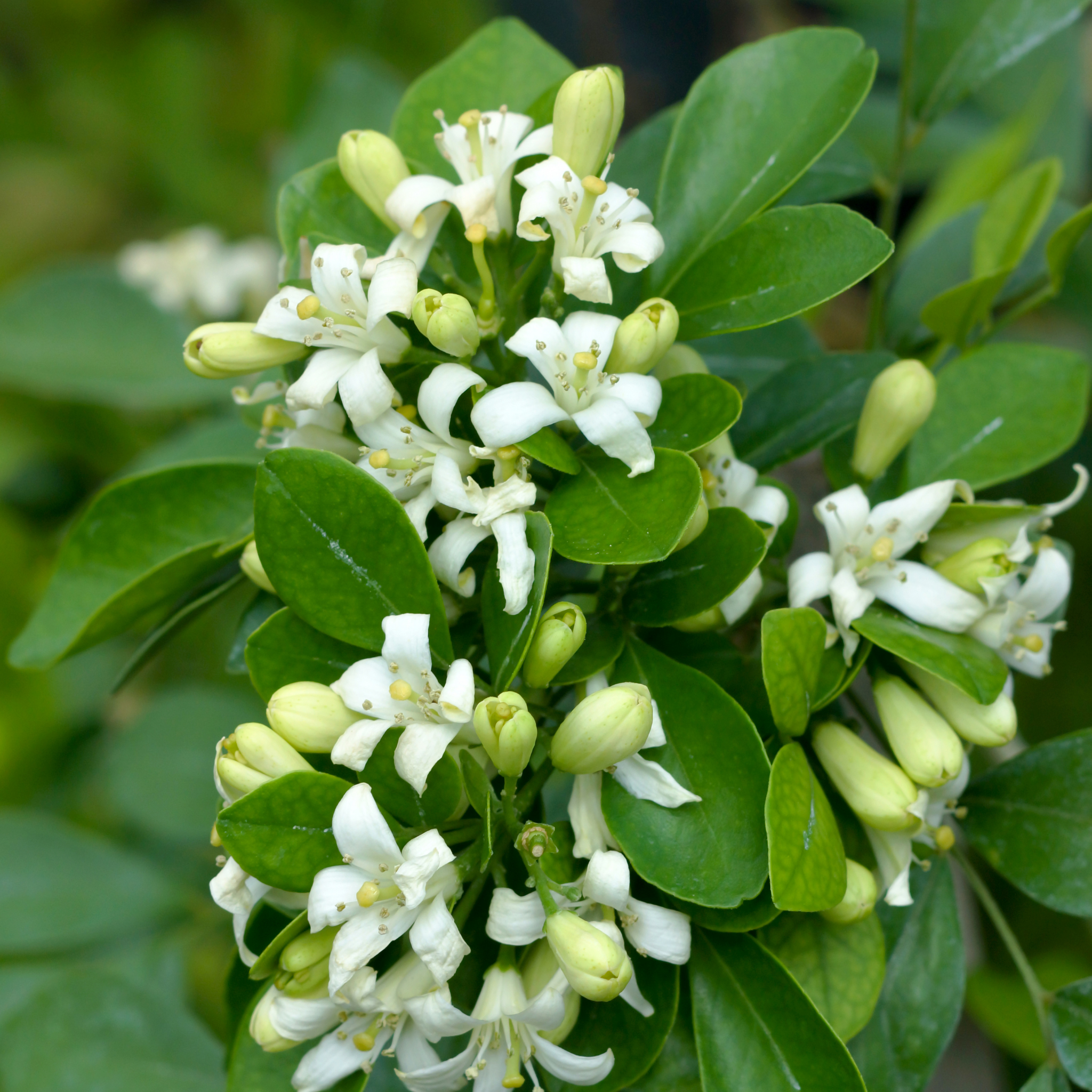 Orange Jessamine - Murraya paniculata