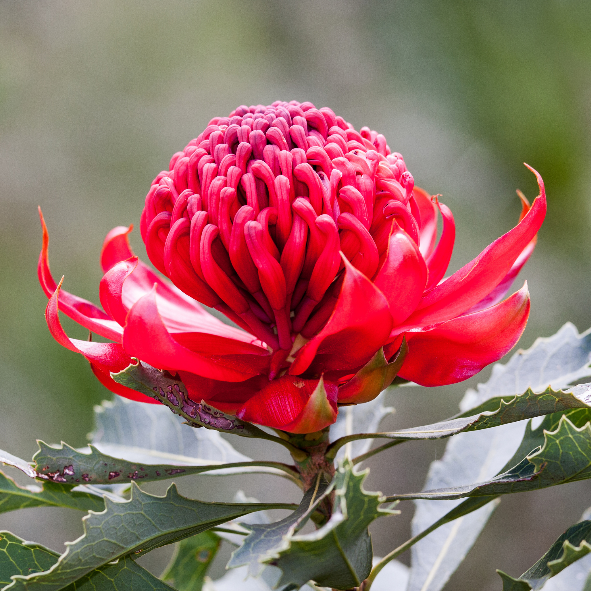 Waratah Shady Lady Red - Telopea speciosissima oreade Shady Lady Red