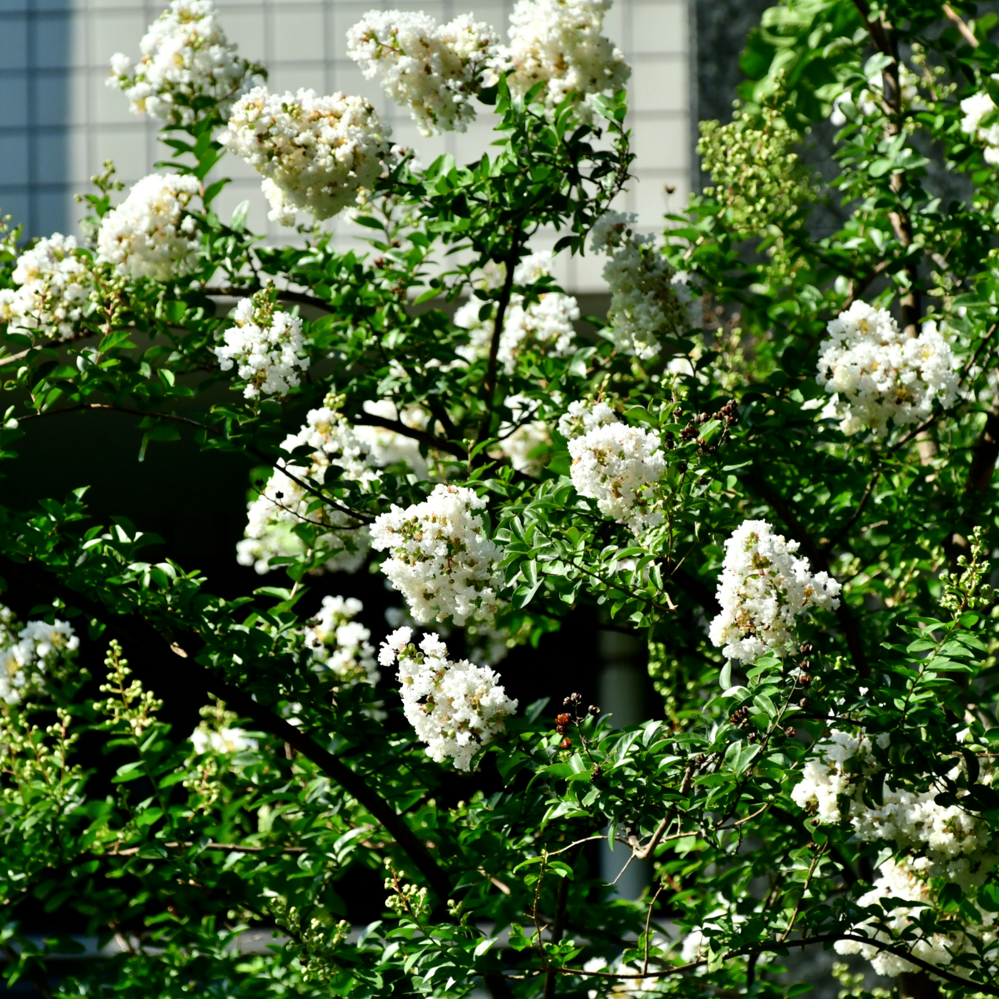 White Crepe Myrtle - Lagerstroemia indica fauriei 'Acoma'