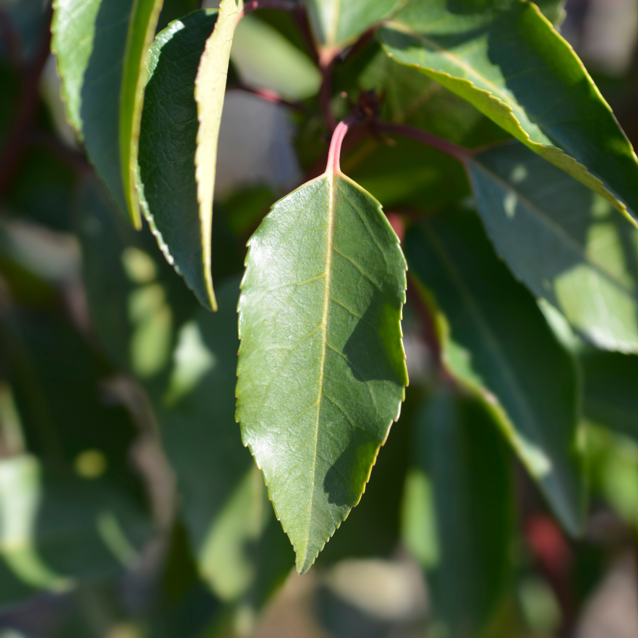 Close-up of green leaves with a blurred background