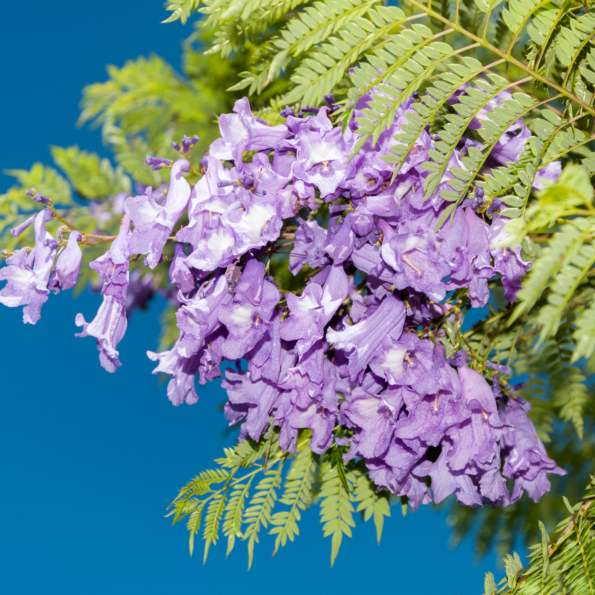 Blue Jacaranda - Jacaranda mimosifolia