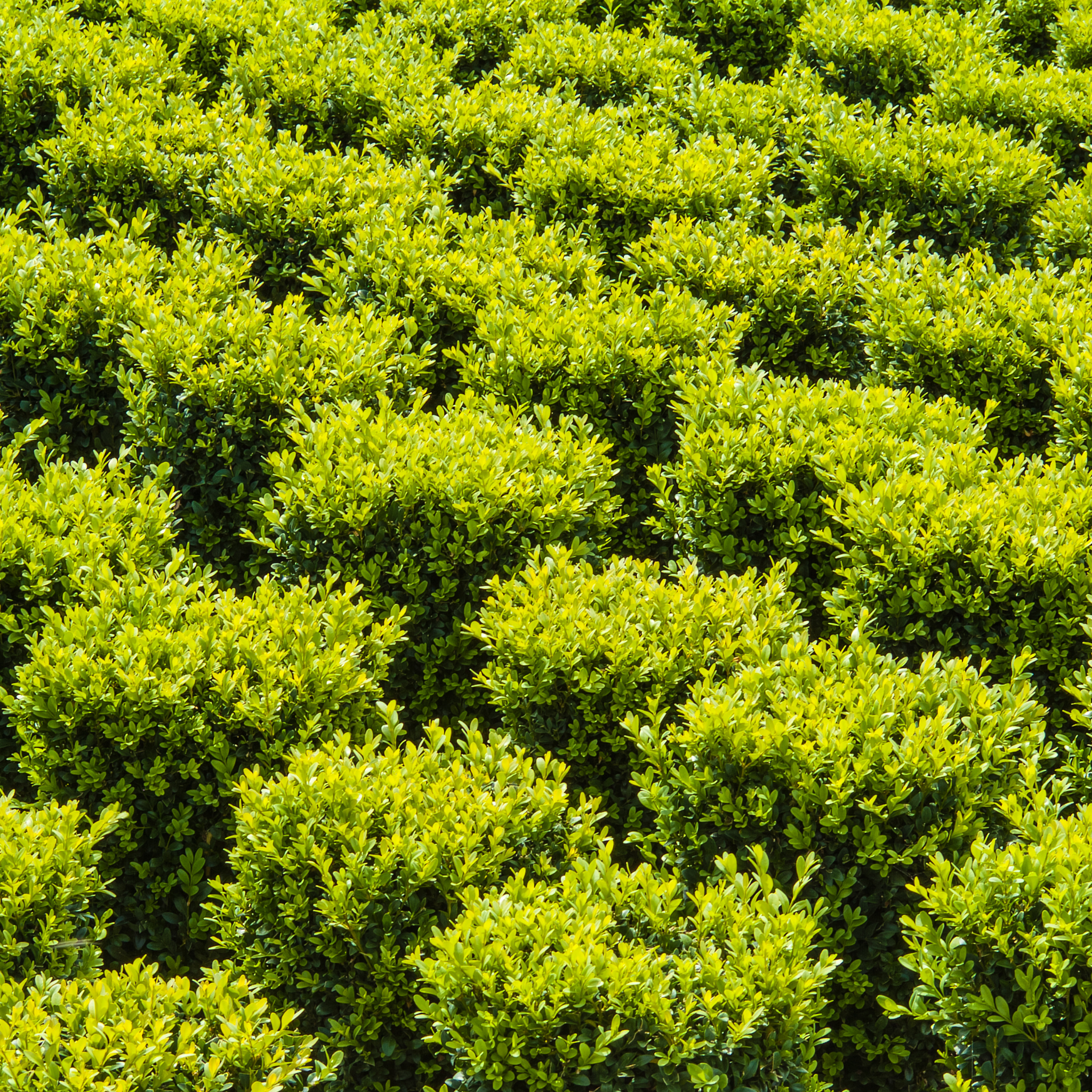 Close-up of a dense green hedge