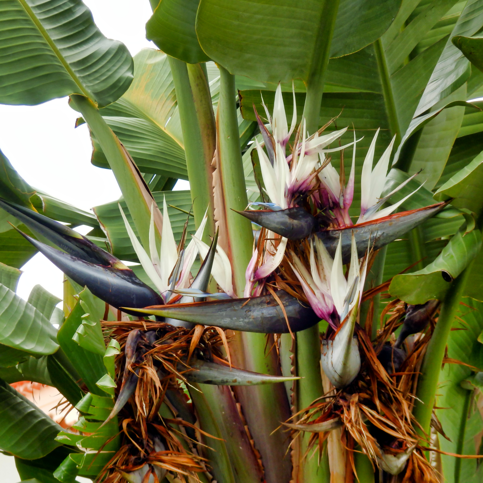 Giant White Bird of Paradise - Strelitzia nicolai