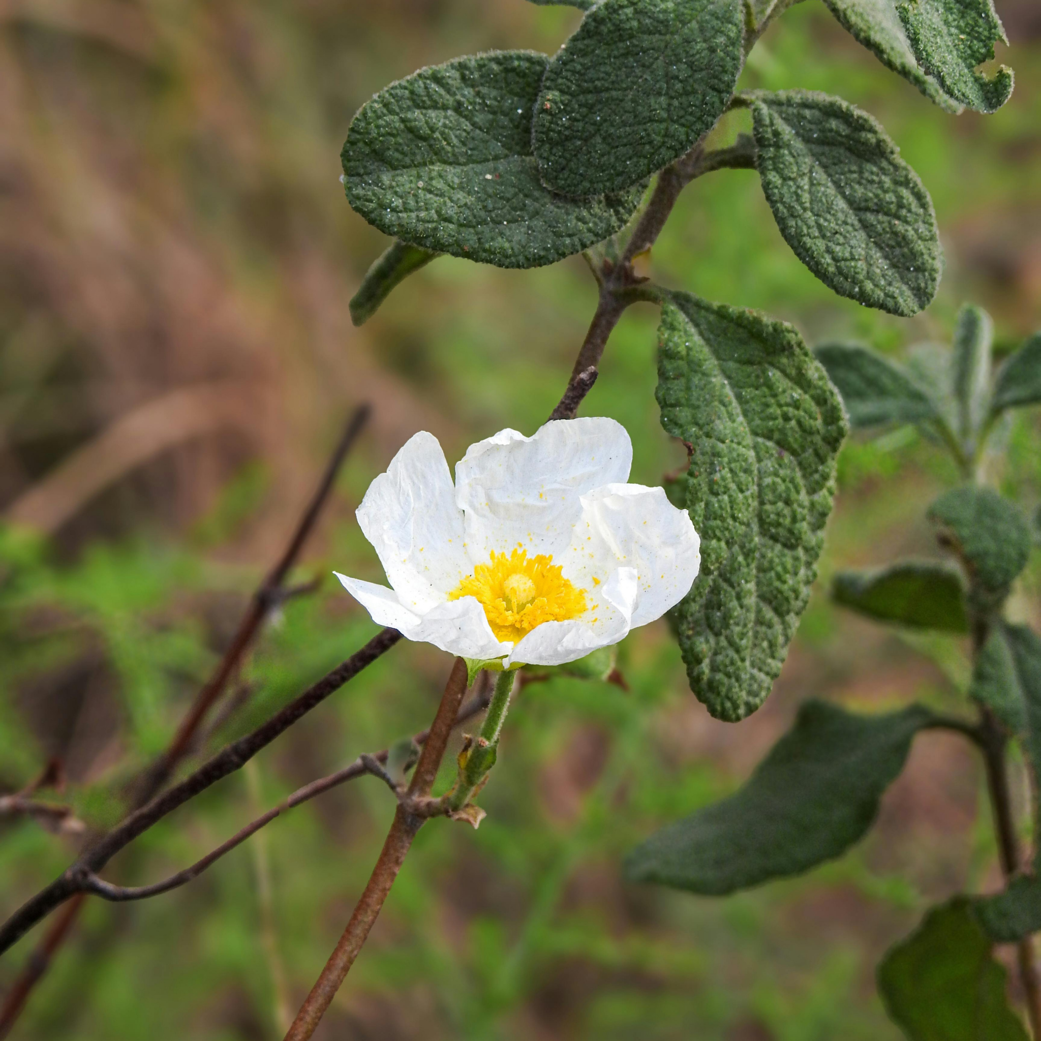 Sage Leaved Rockrose - Cistus salviifolius