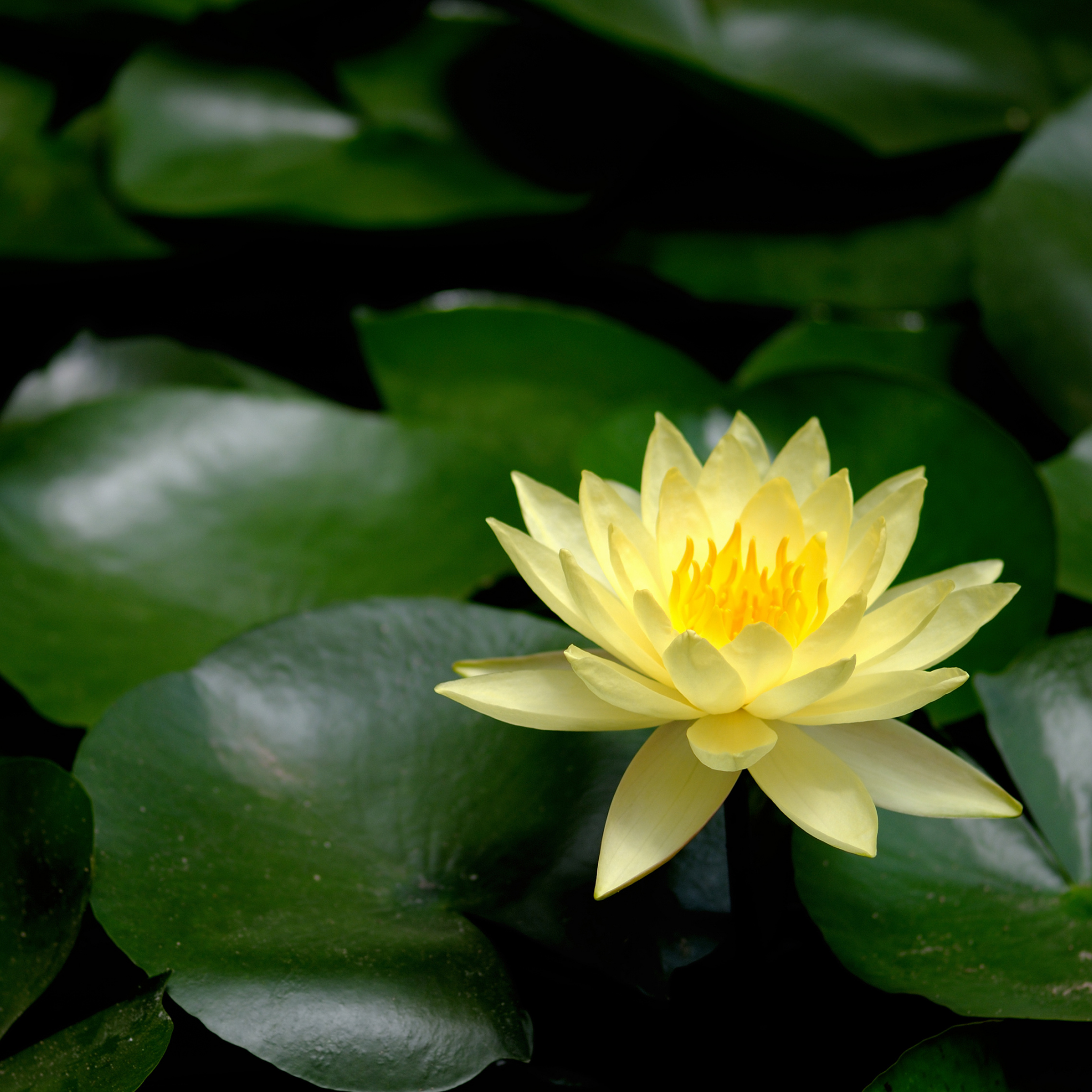 Yellow Water Lily - Nymphaea hybrida Yellow