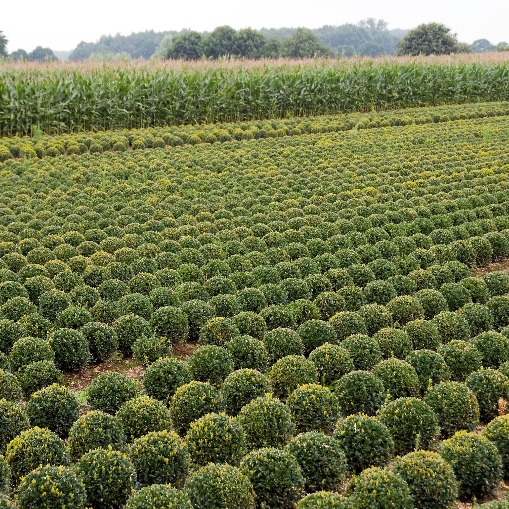 Field of green shrubs with a cornfield in the background