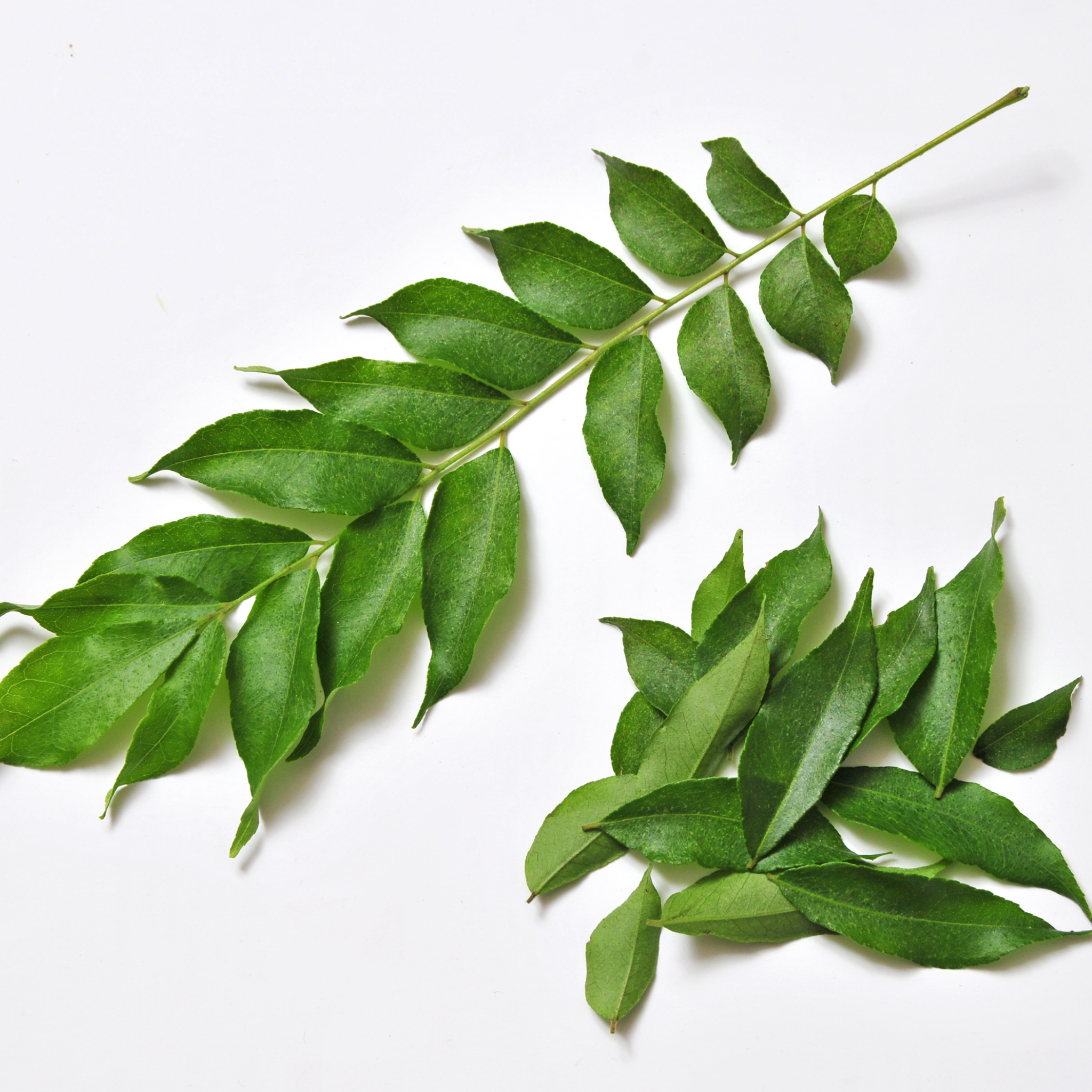 Curry Tree - Murraya koenigii