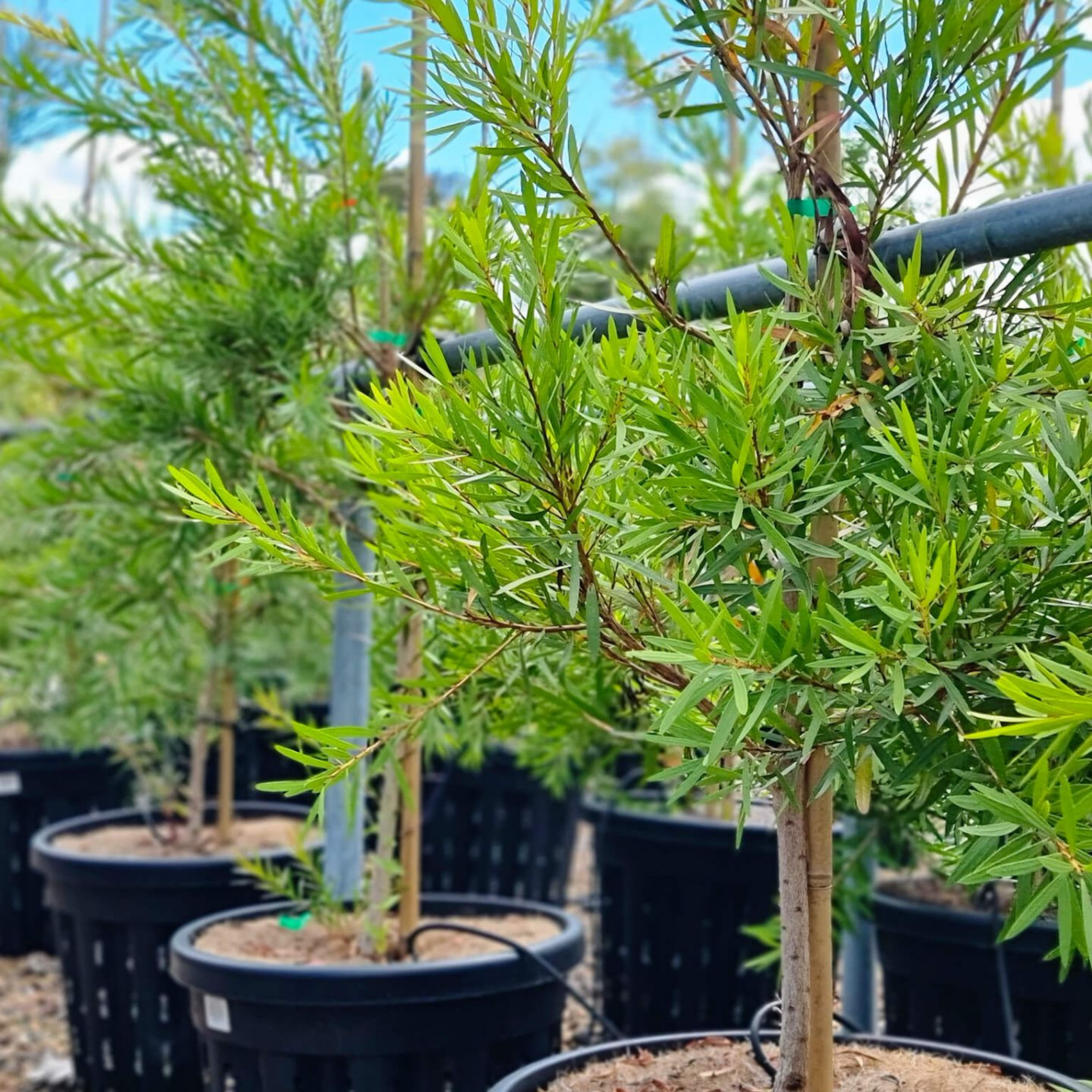 Kings Park Special Bottlebrush - Callistemon hybrida ‘Kings Park Special’