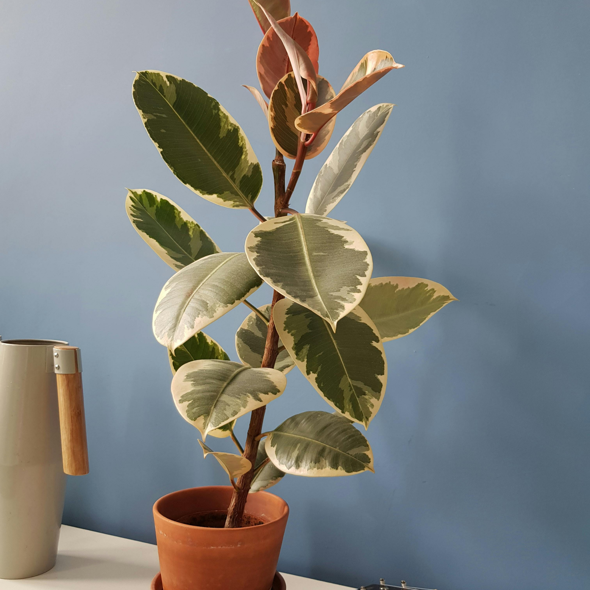 Tineke Rubber Tree Plant - Ficus elastica Tineke