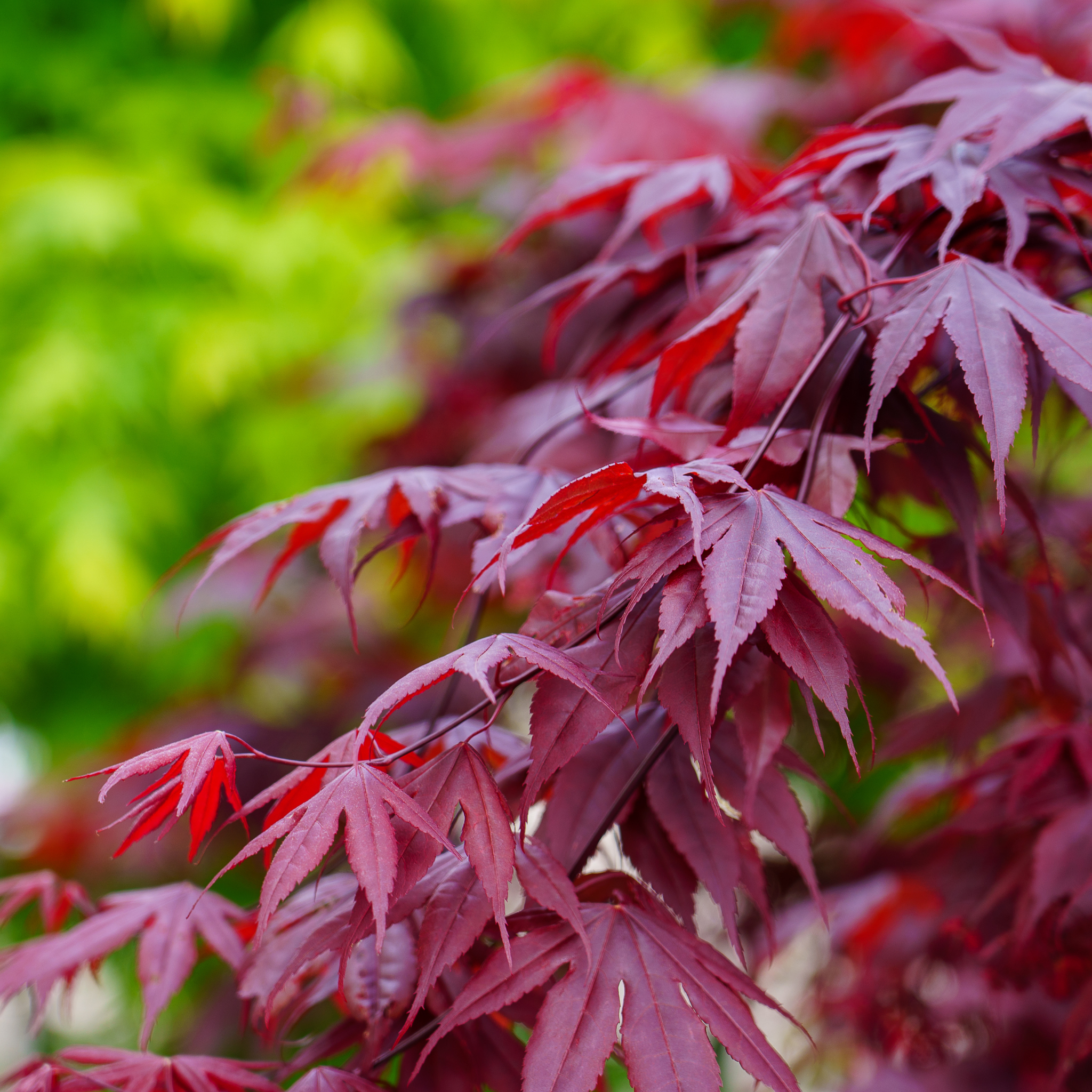 Close-up of red maple leaves with a blurred green background