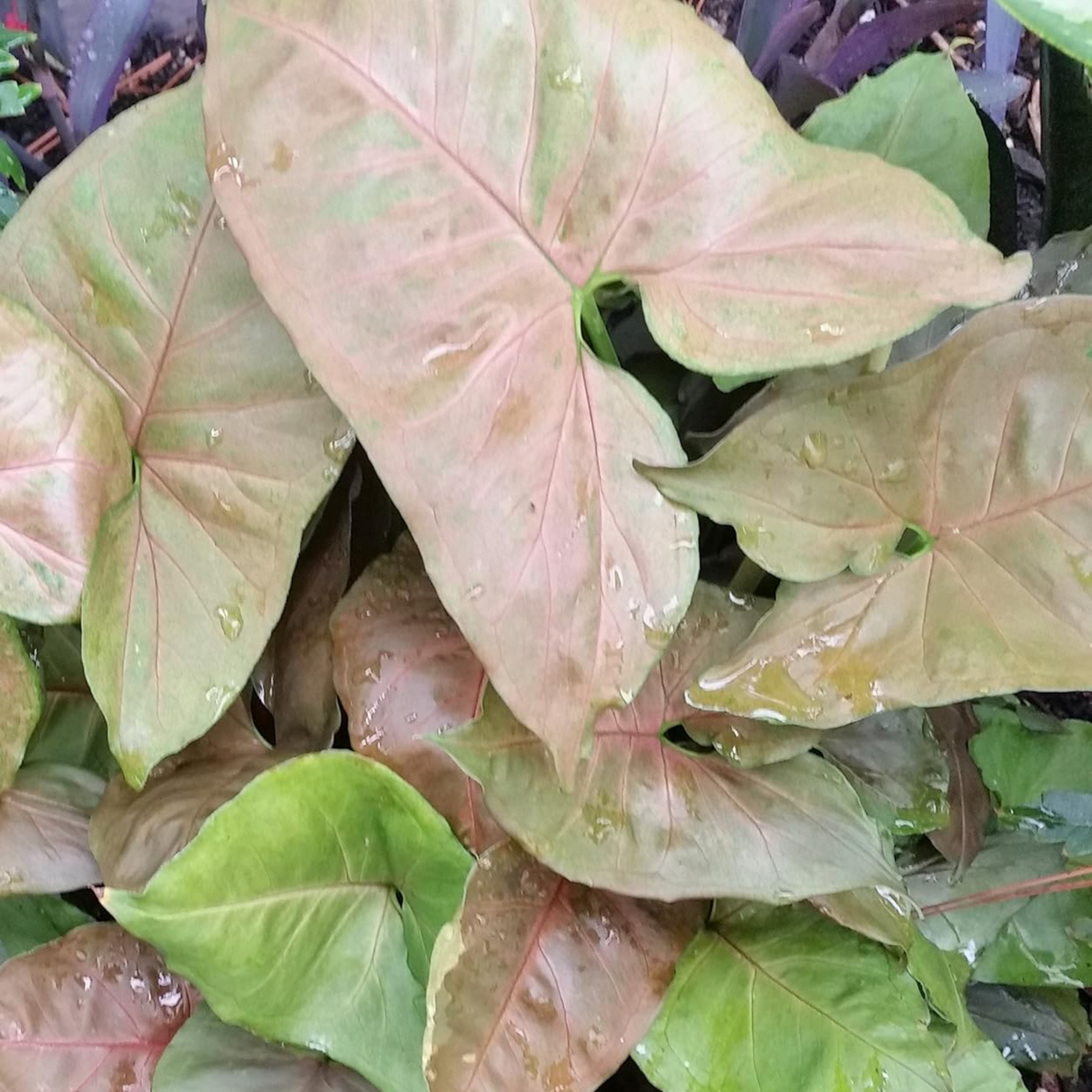 Bronze Syngonium - Syngonium podophyllum ‘Maria’ Arrowhead Plant