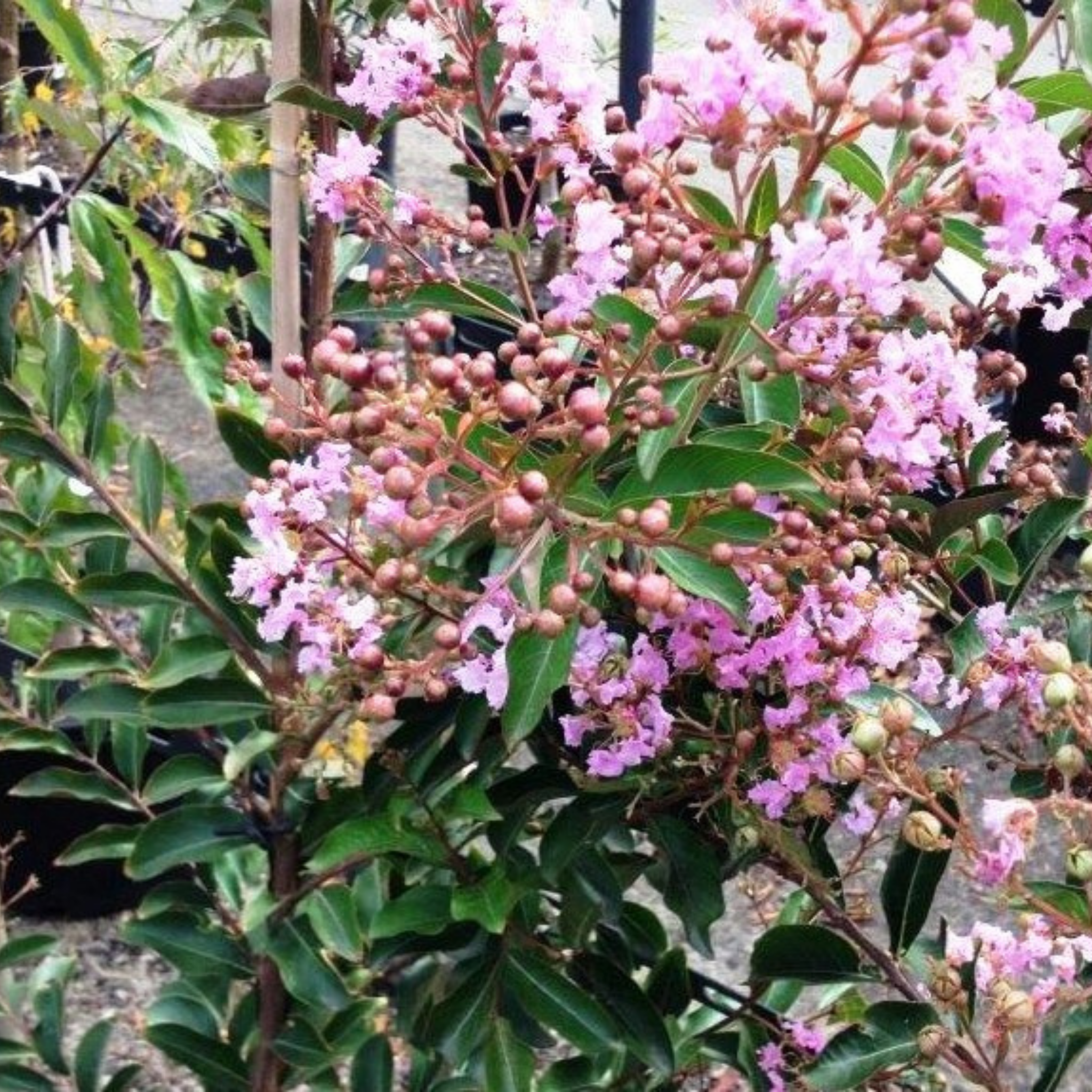 Purple Crepe Myrtle - Lagerstroemia indica fauriei Lipan