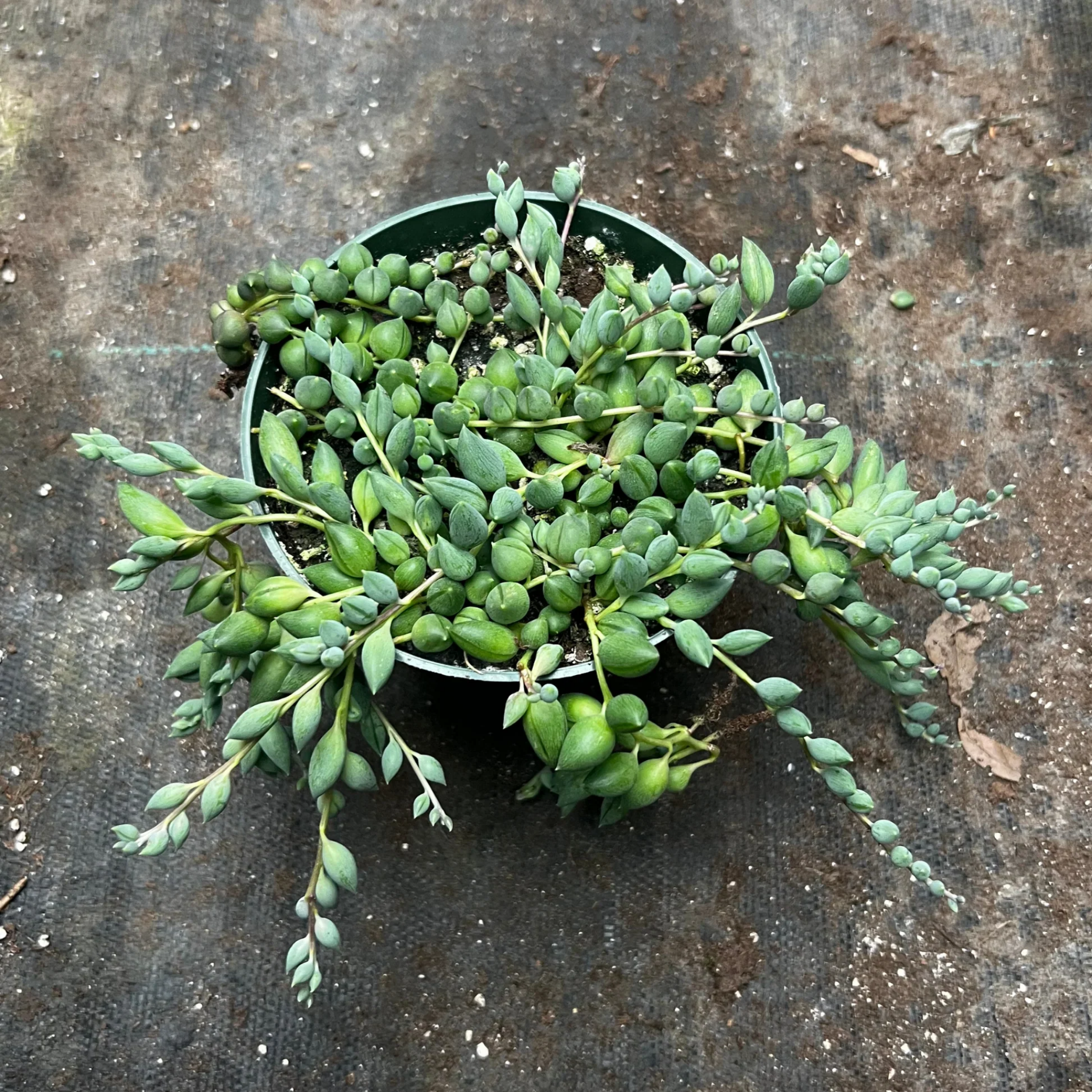 Senecio herrianus Angel Tears - String of Tears