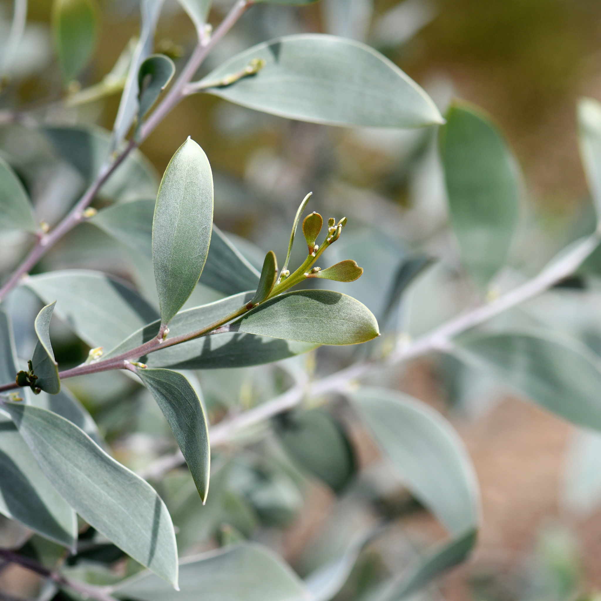 Sterling Silver Wattle - Acacia binervia Sterling Silver