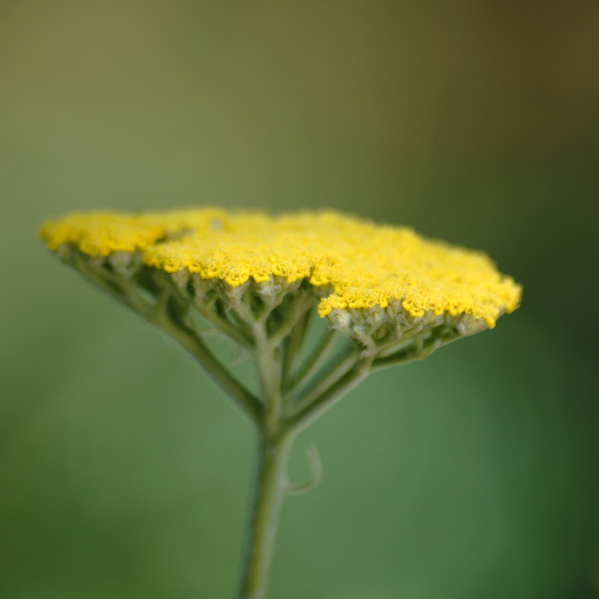 Ornamental Yarrow - Achillea clypeolata