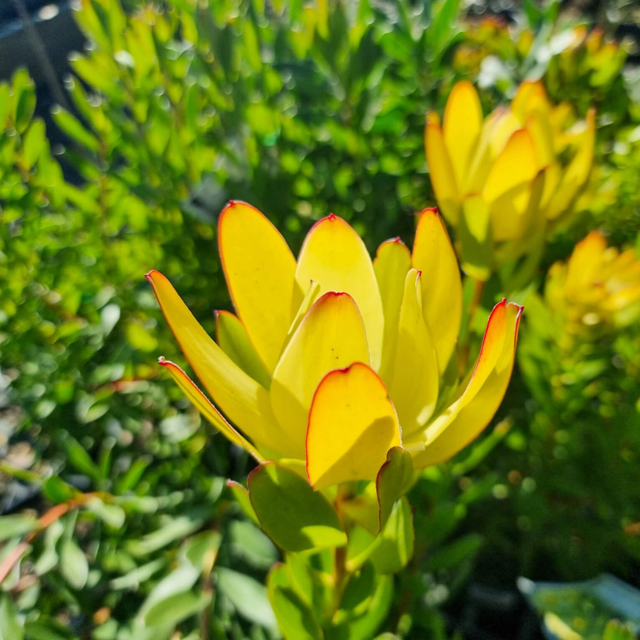 Safari Goldstrike Conebush - Leucadendron salignum Safari Goldstrike