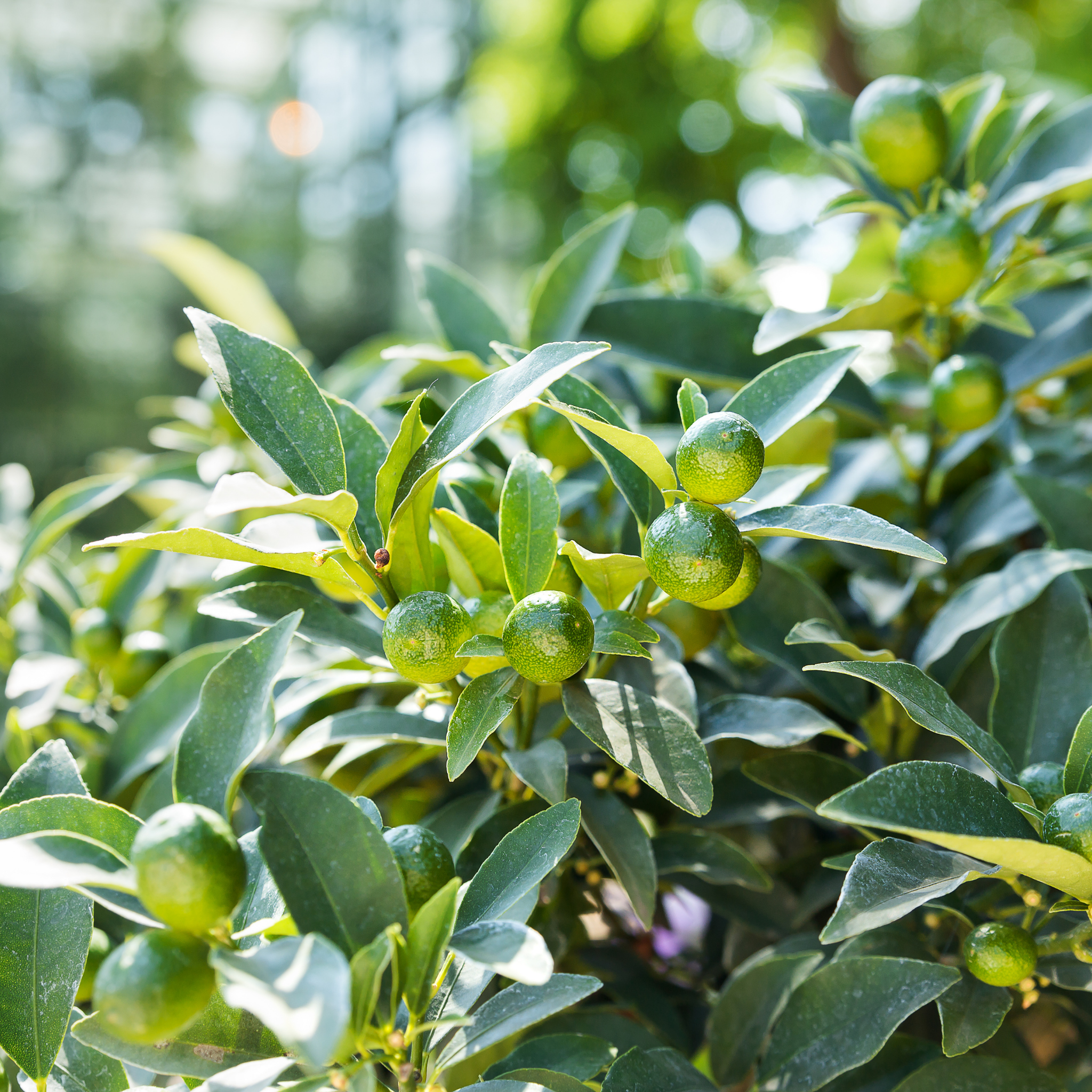 Australian Cumquat - Fortunella japonica Calamondin