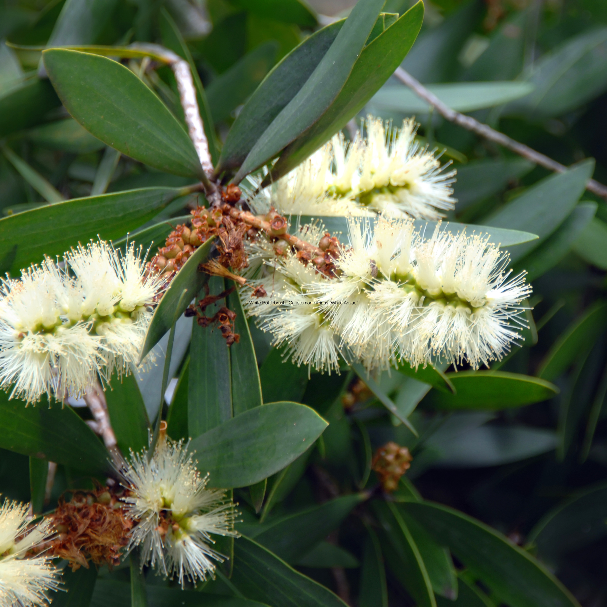 White Bottlebrush - Callistemon citrinus 'White Anzac’