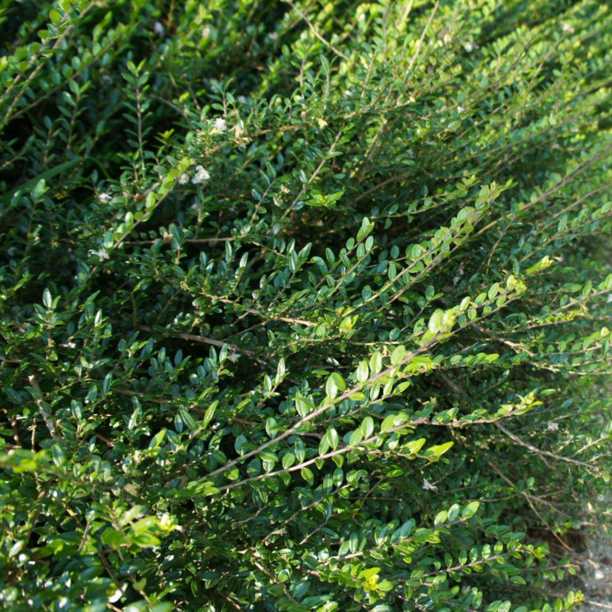 Boxleaf Honeysuckle - Lonicera nitida