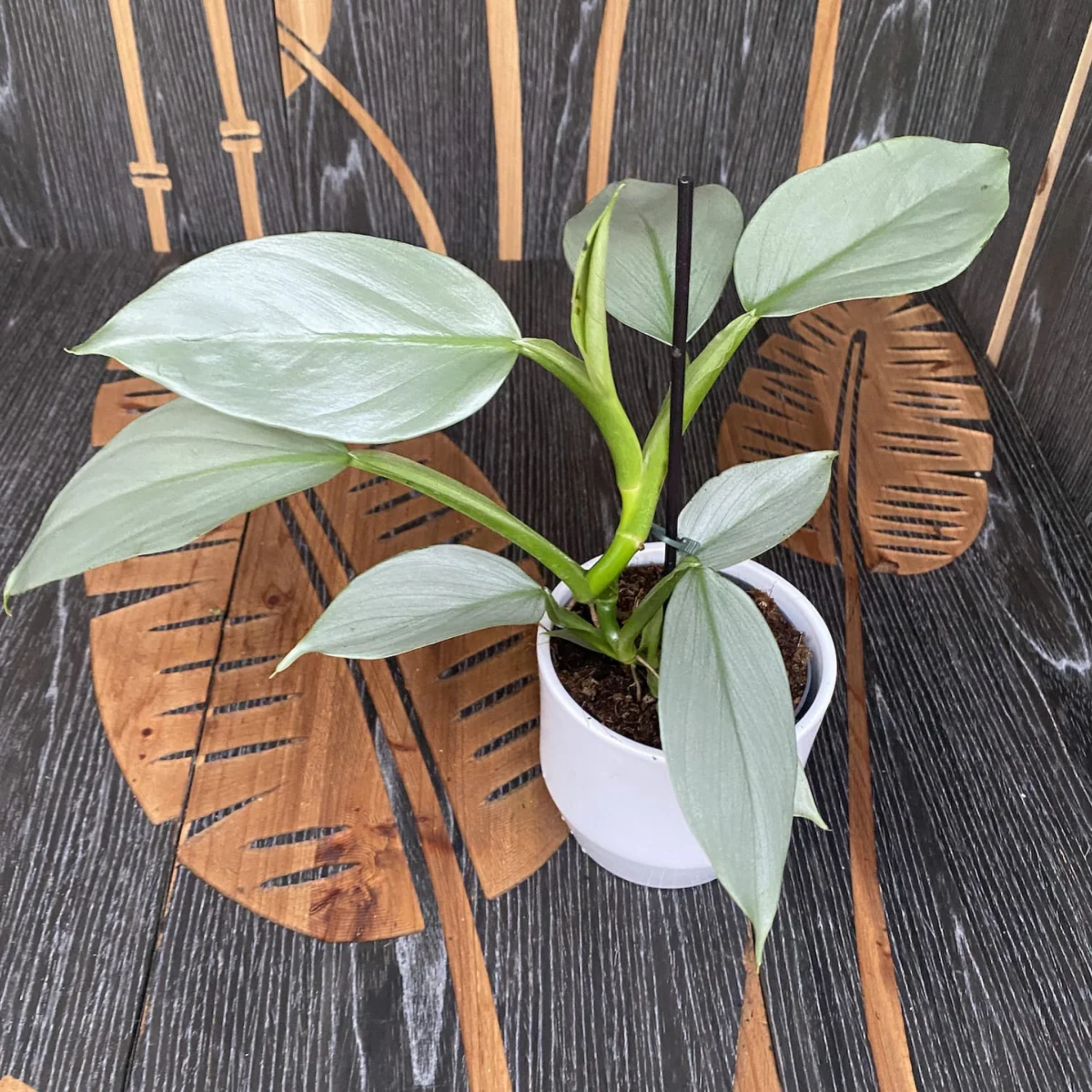 Silver Sword Philodendron - Philodendron hastatum