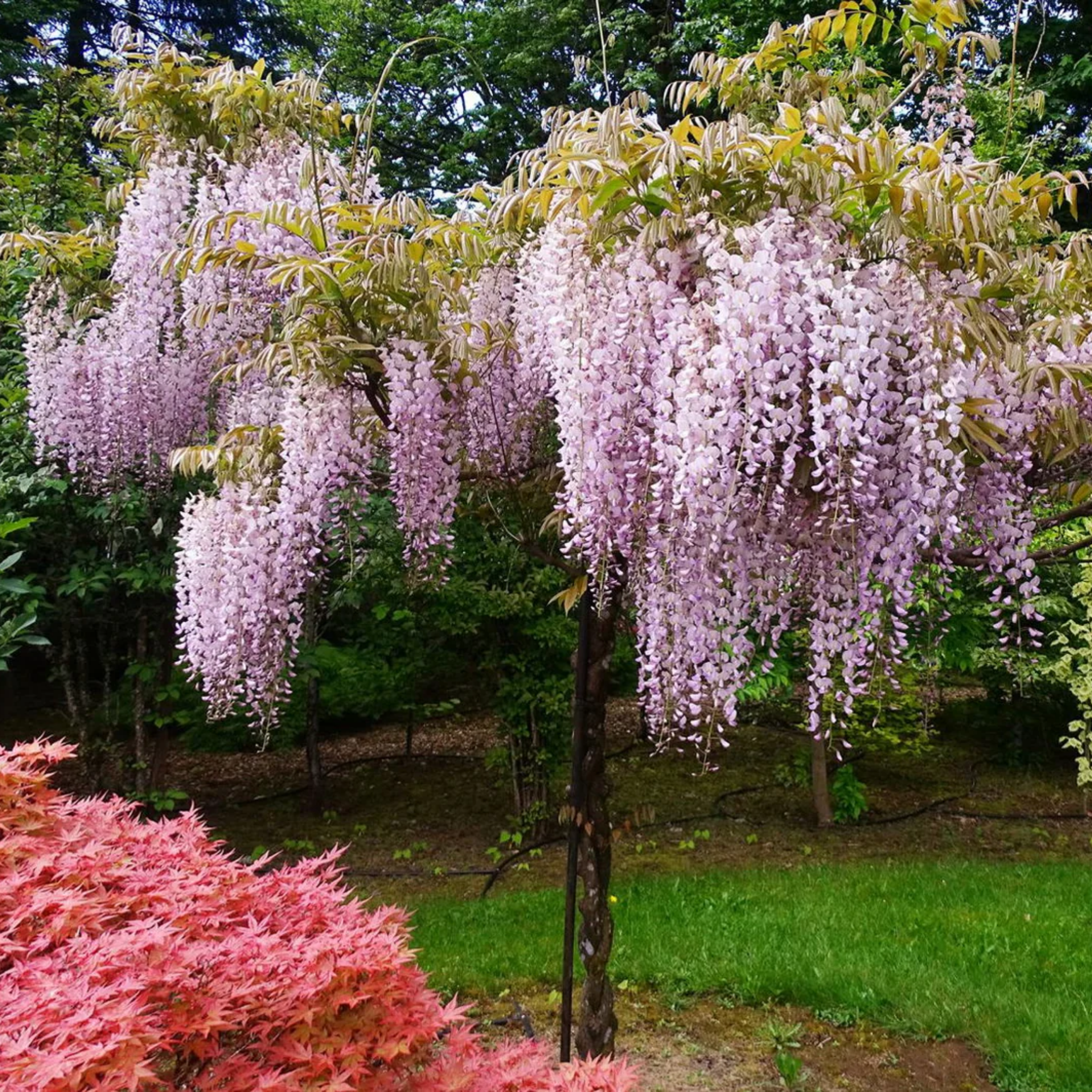 Pink Japanese Wisteria - Wisteria floribunda Honbeni