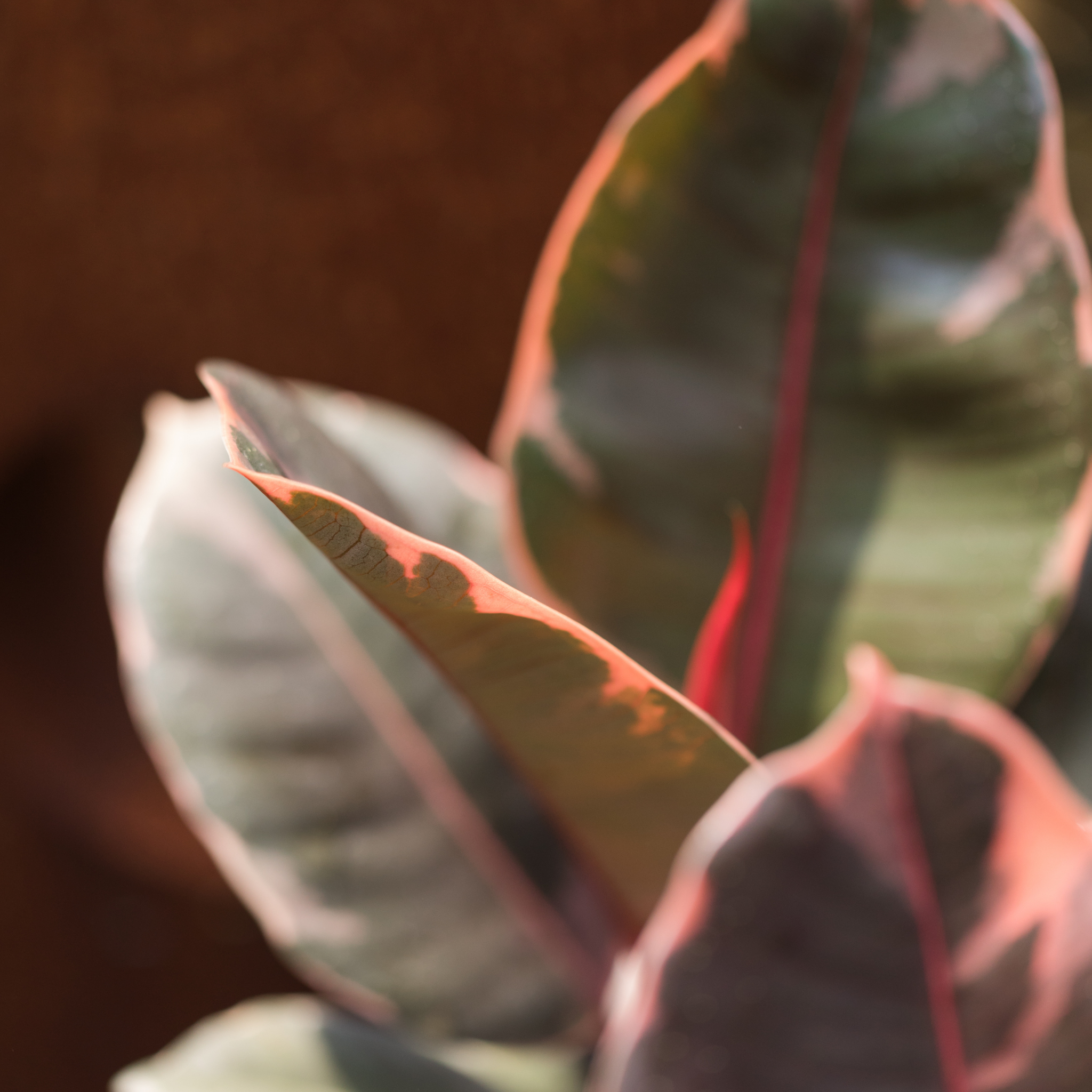 Red Rubber Tree Plant - Ficus elastica Ruby
