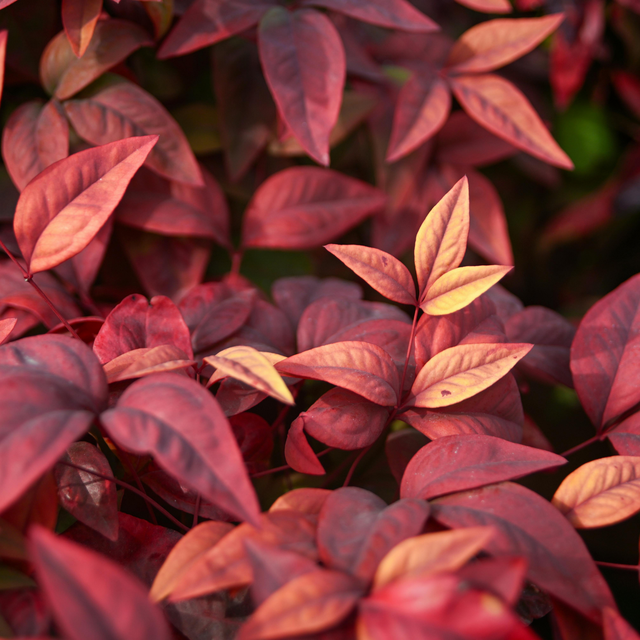 Nandina Dwarf - Nandina domestica Nana
