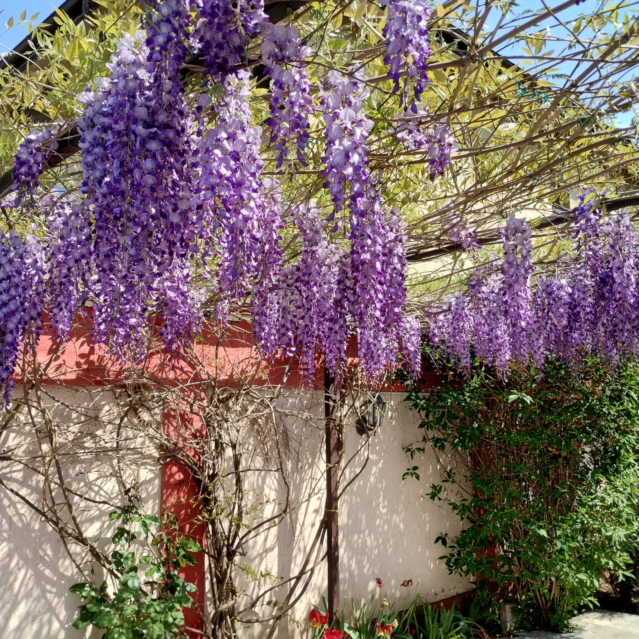 Blue Chinese Wisteria - Wisteria sinensis
