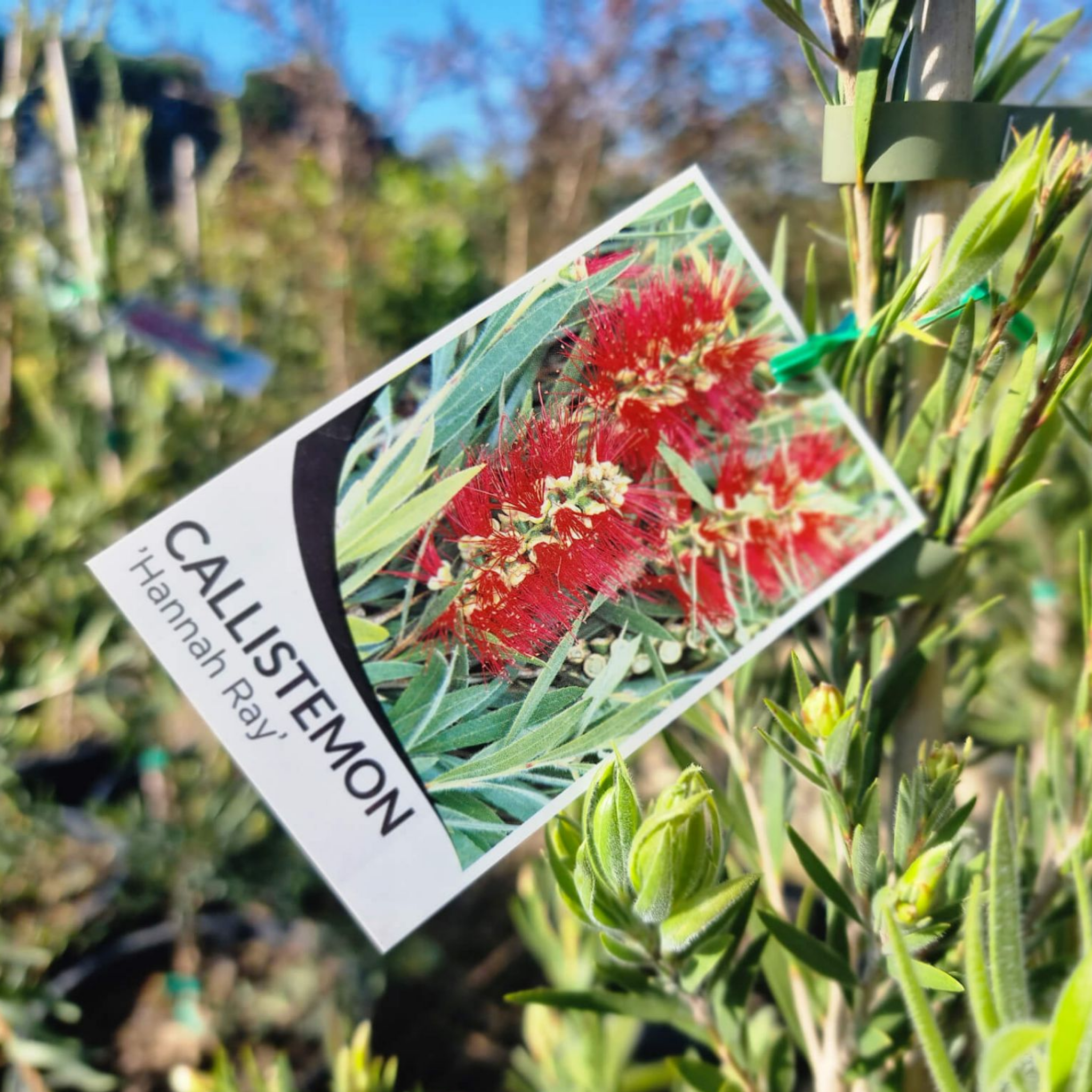 Weeping Bottlebrush Hannah Ray - Callistemon viminalis 'Hannah Ray'