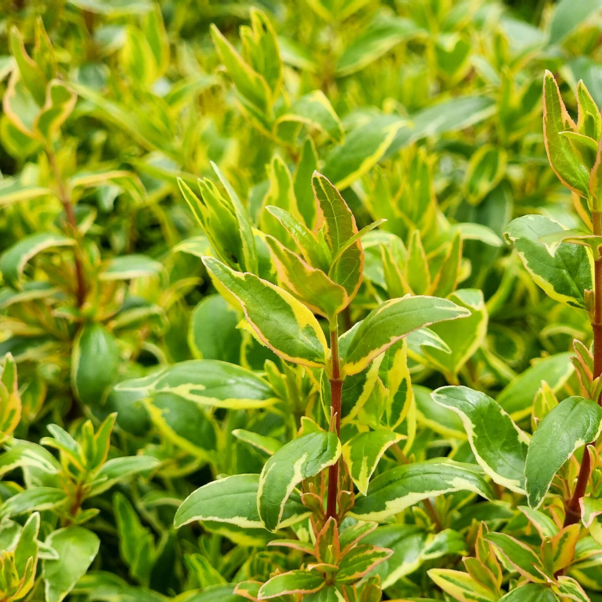 Glossy Abelia Lime Splice - Abelia grandiflora 'Lime Splice'