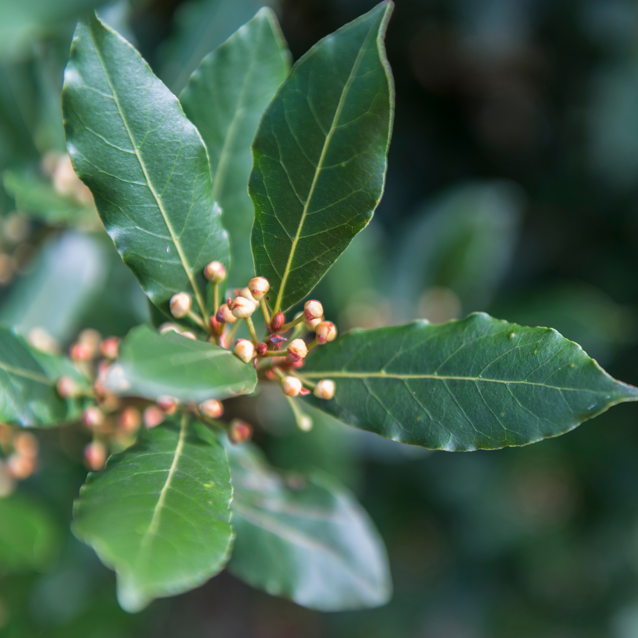 Bay Laurel Tree - Laurus nobilis
