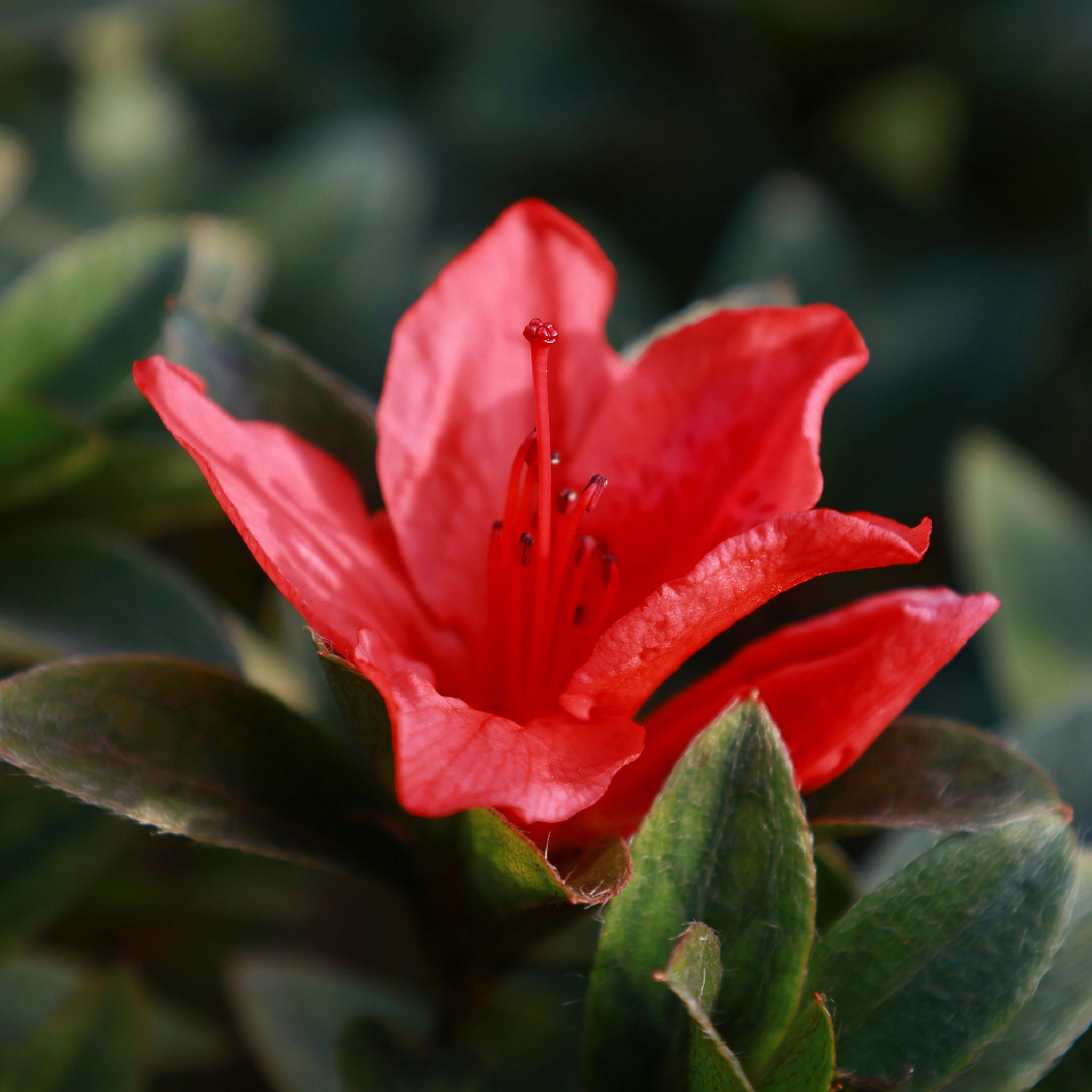 Close-up of a red flower with green leaves on a blurred background